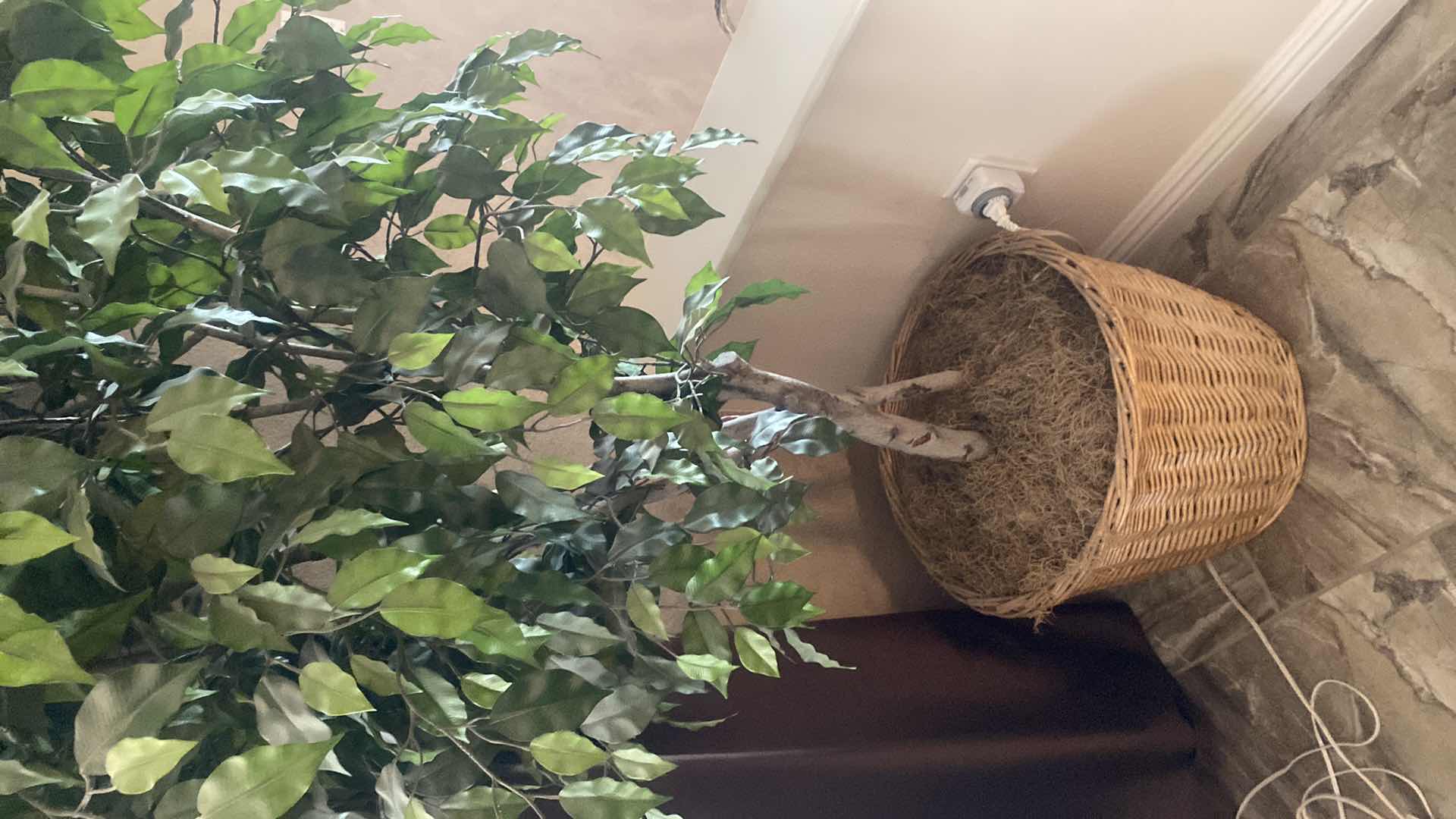 Photo 1 of FAUX FICUS TREE 6’