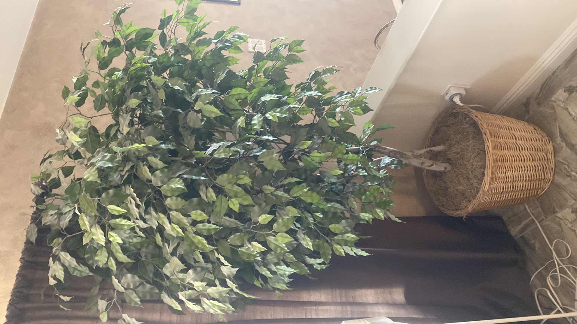 Photo 1 of FAUX FICUS TREE 6’