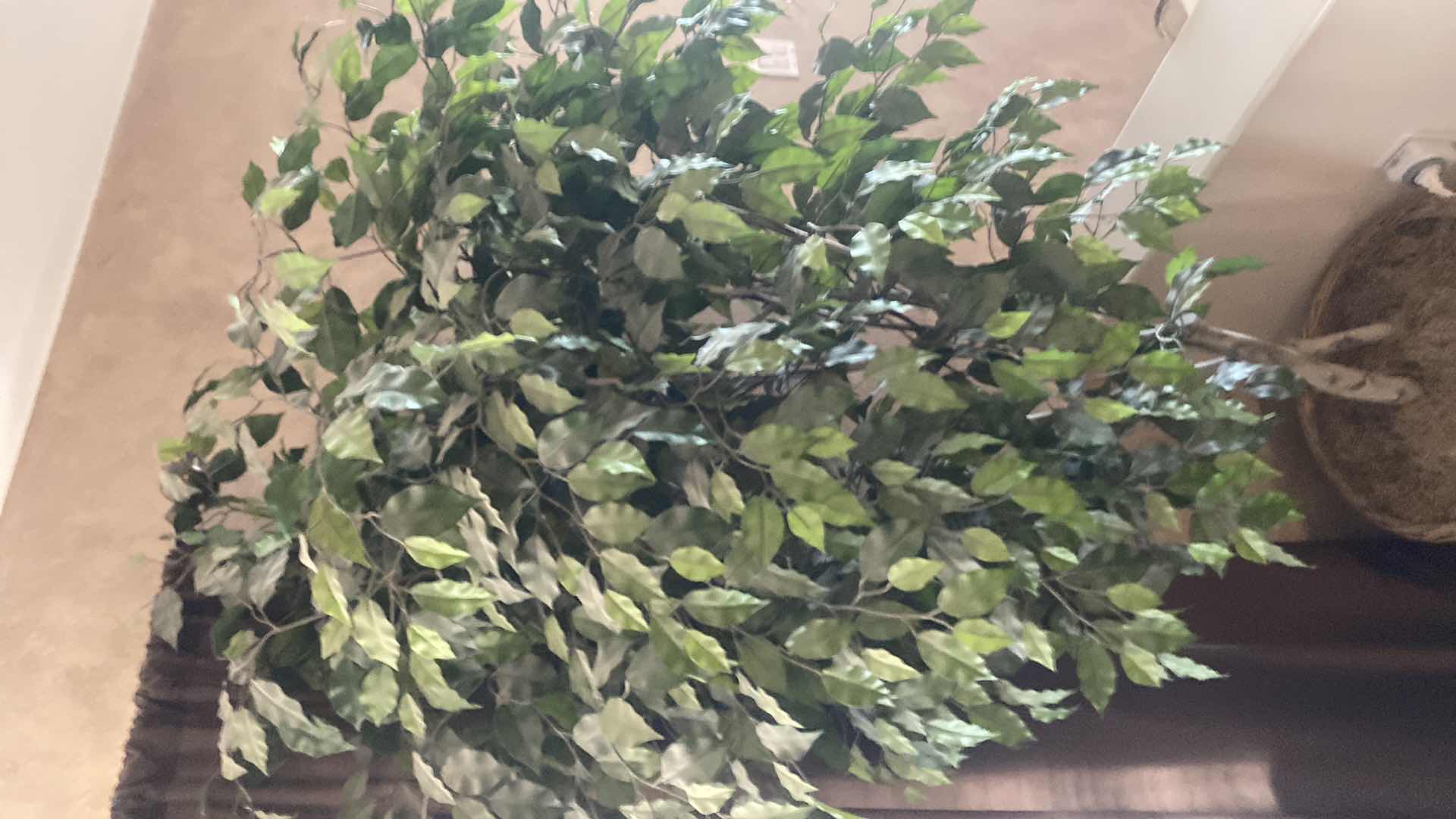 Photo 1 of FAUX FICUS TREE 6’