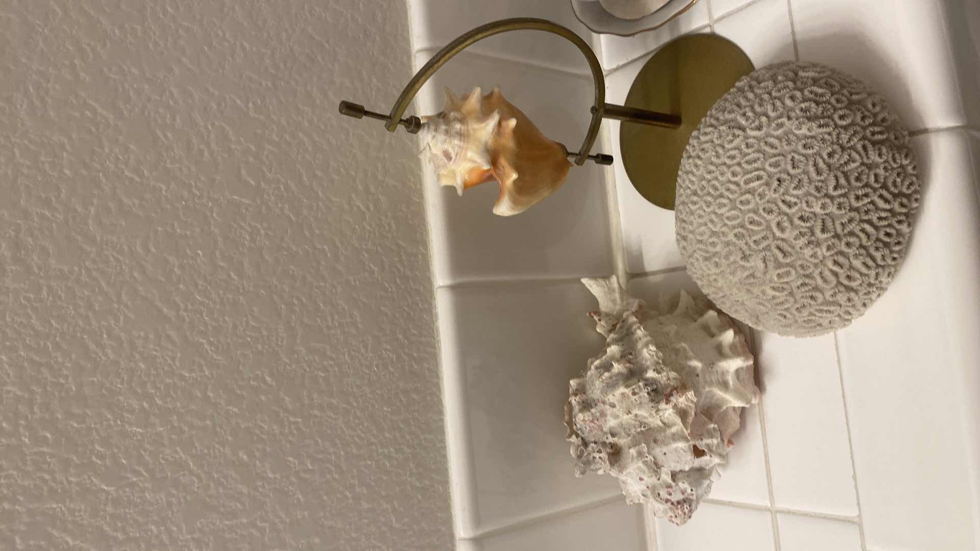 Photo 1 of 7 - SEA SHELL DECOR TALLEST 10”