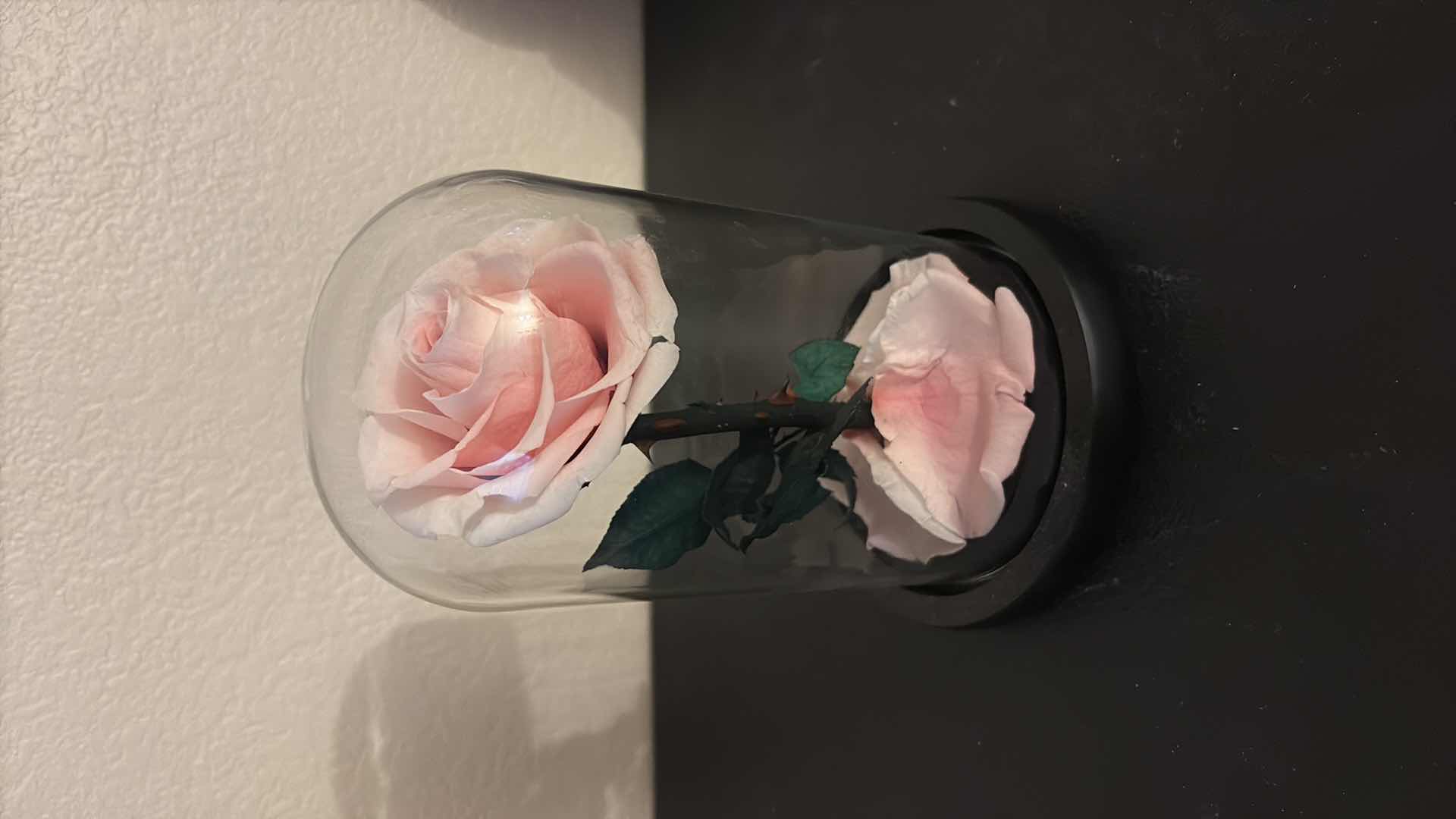 Photo 1 of ETERNAL PINK ROSE IN CLOCHE 8”