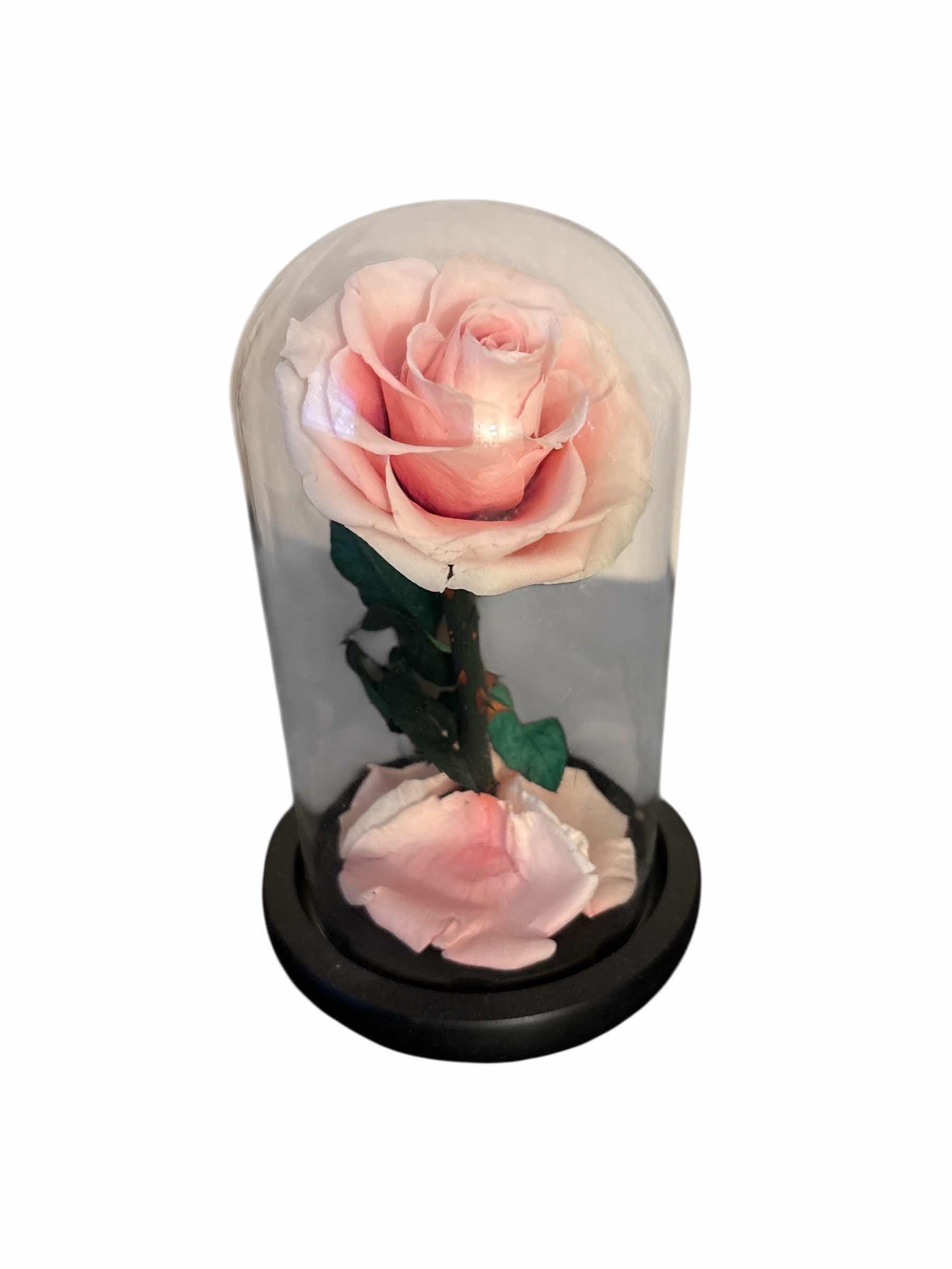 Photo 1 of ETERNAL PINK ROSE IN CLOCHE 8”