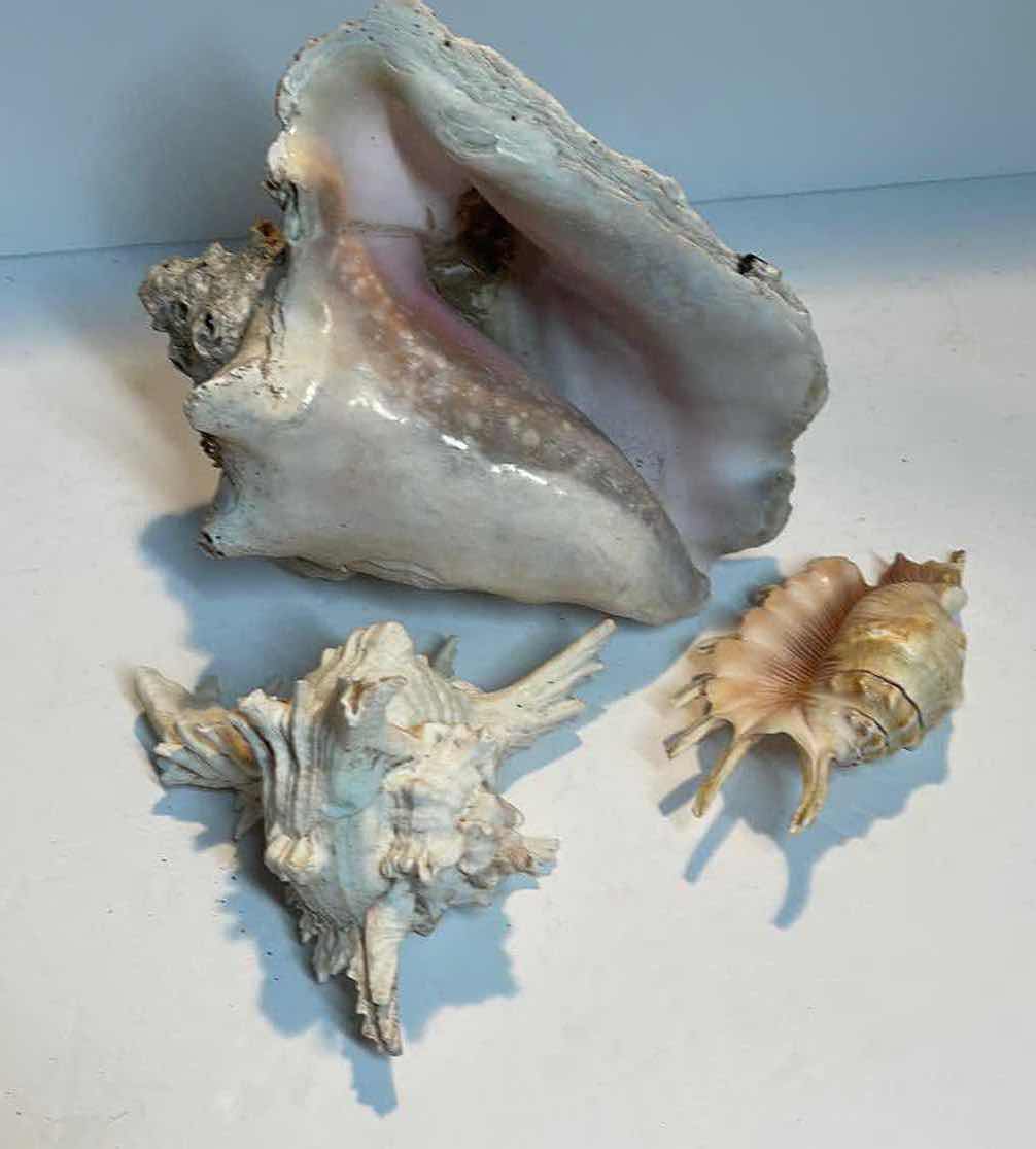Photo 1 of CONCH SHELL & MORE