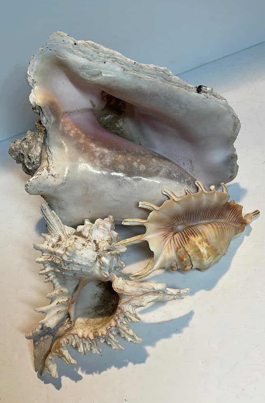 Photo 1 of CONCH SHELL & MORE
