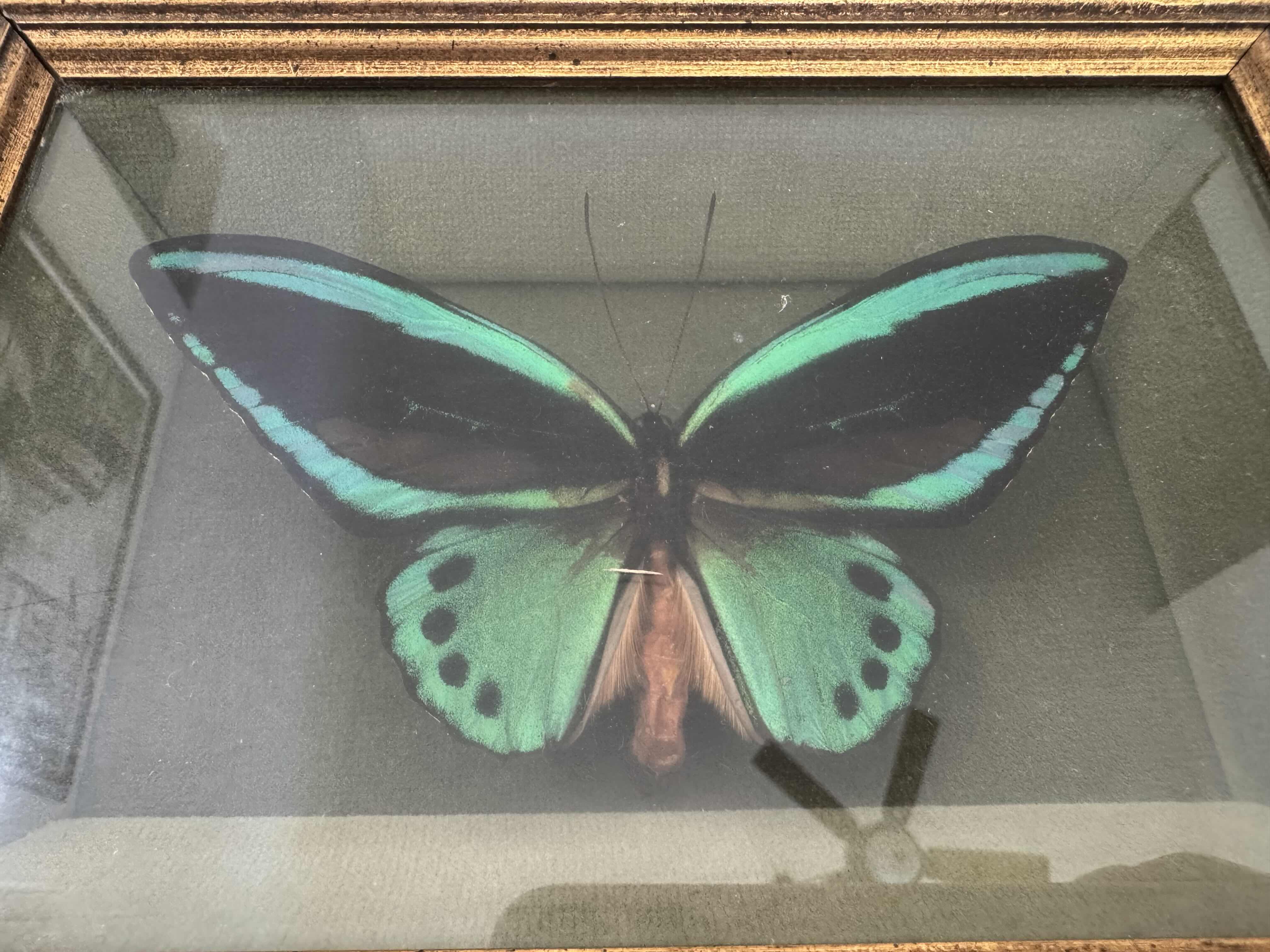Photo 1 of 270
VINTAGE FRAMED QUEEN ALEXANDRA BIRDWING, MALE, ORNITHOPTERA POSEIDON HECUBA, SOLOMON ISLANDS. TAXIDERMY, ARTWORK, HOME DECOR. 

11.5” X 9” X H2.25”