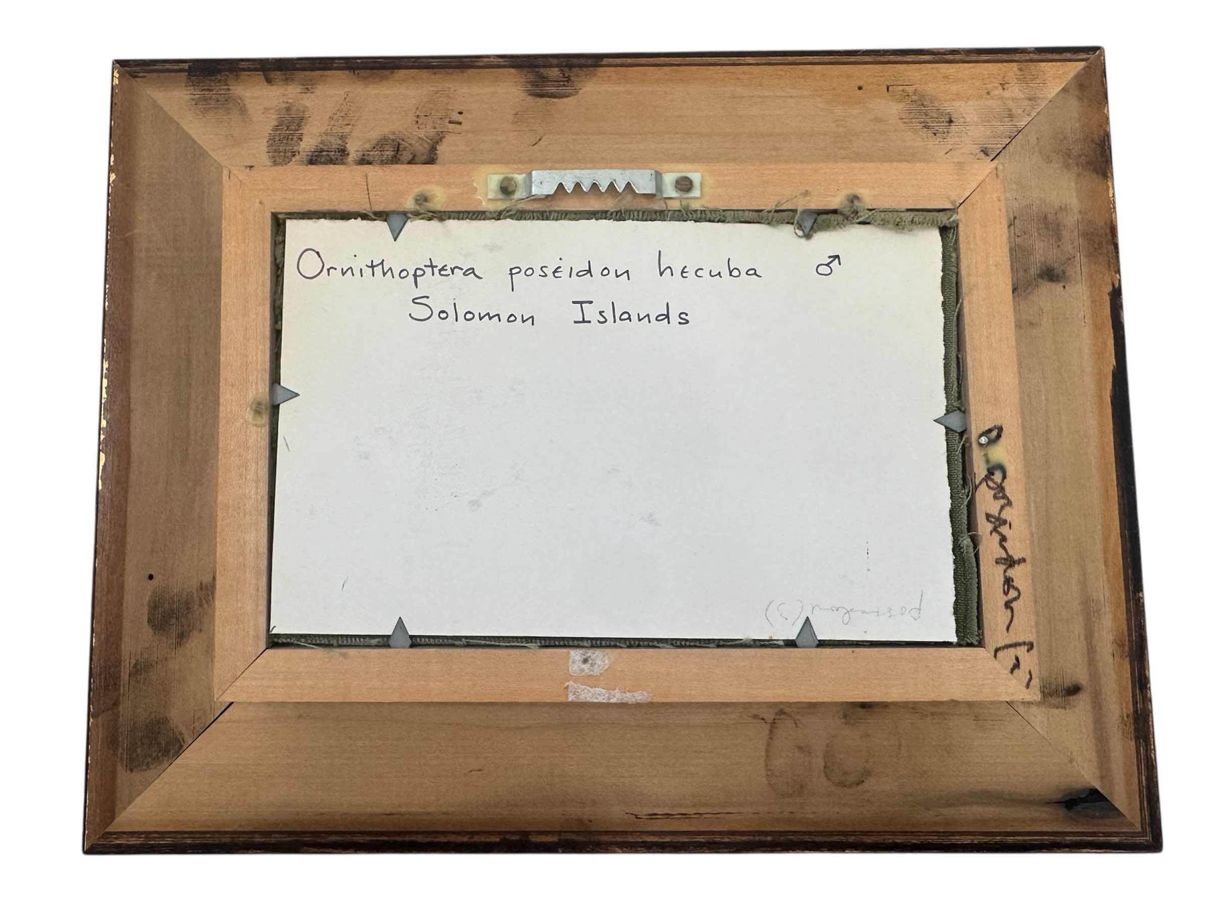 Photo 1 of 270
VINTAGE FRAMED QUEEN ALEXANDRA BIRDWING, MALE, ORNITHOPTERA POSEIDON HECUBA, SOLOMON ISLANDS. TAXIDERMY, ARTWORK, HOME DECOR. 

11.5” X 9” X H2.25”