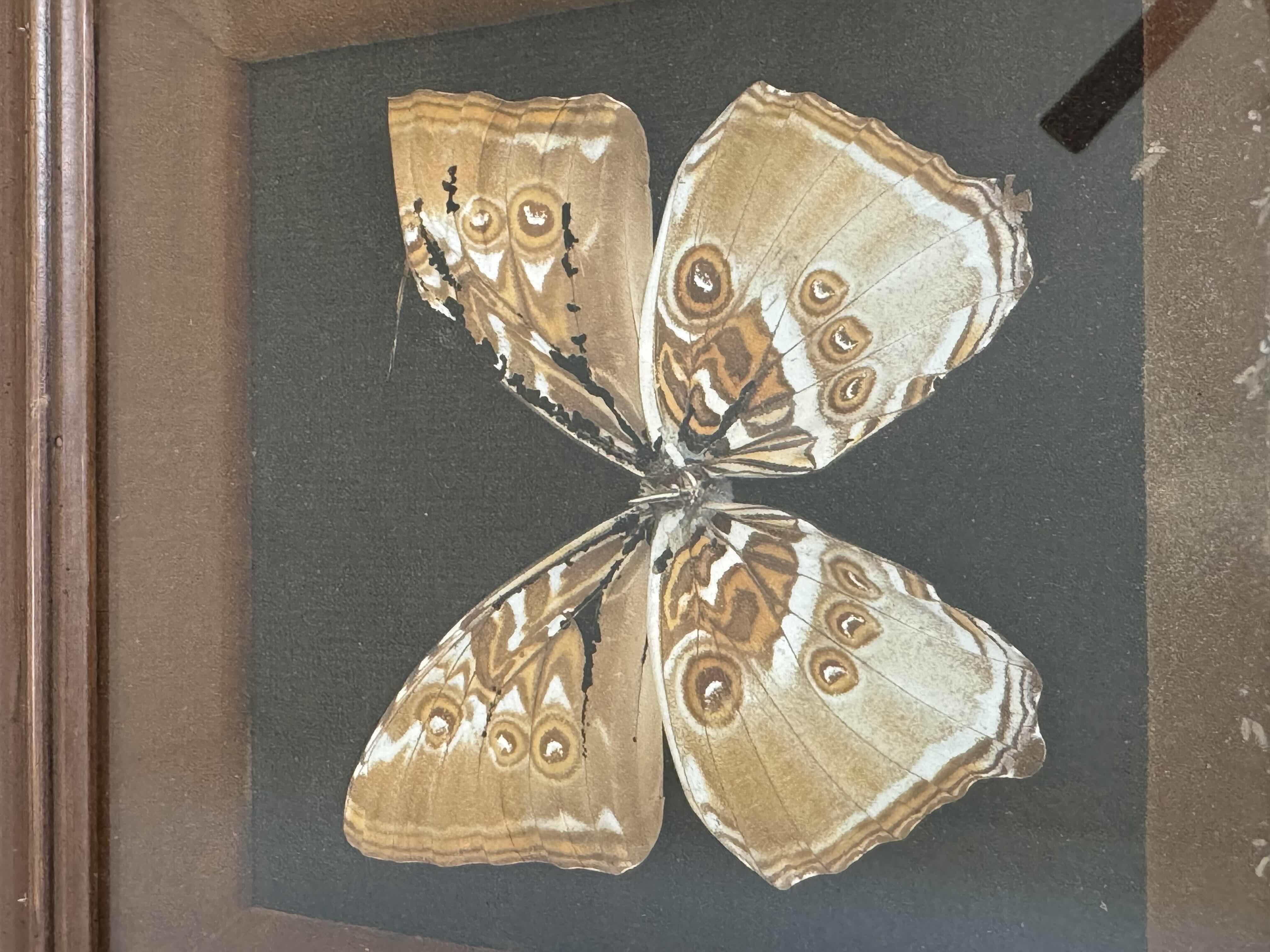 Photo 1 of 250
VINTAGE FRAMED MORPHO HECUBA, BRAZIL, YELLOWISH-BROWN, BUTTERFLY, TAXIDERMY, ARTWORK, HOME DECOR. 

11” X 11” X H1.5”