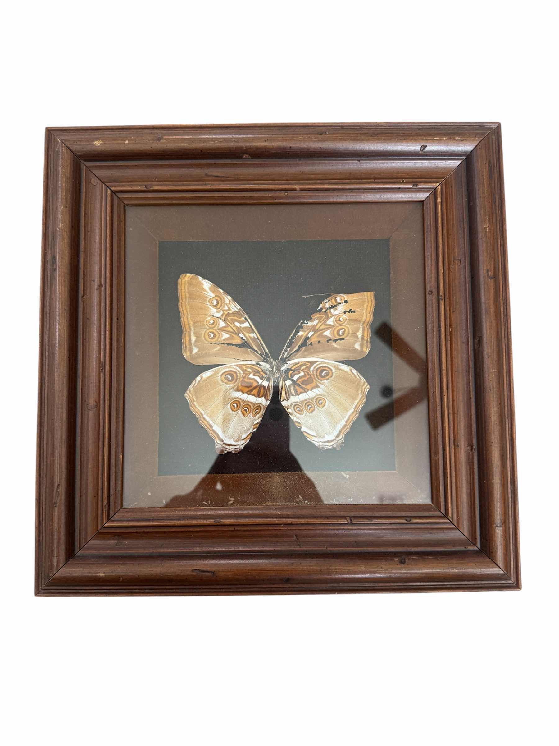Photo 1 of 250
VINTAGE FRAMED MORPHO HECUBA, BRAZIL, YELLOWISH-BROWN, BUTTERFLY, TAXIDERMY, ARTWORK, HOME DECOR. 

11” X 11” X H1.5”