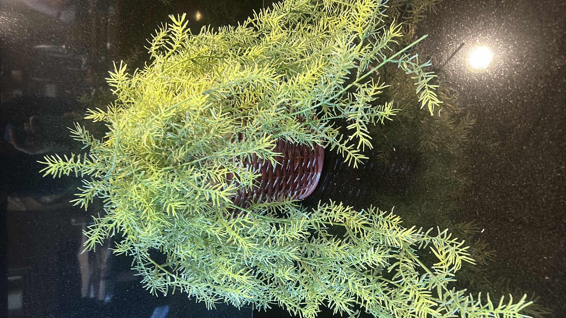 Photo 1 of 3 REALISTIC FAUX PLANTS (SCALLOPED ONE 19” x 13”