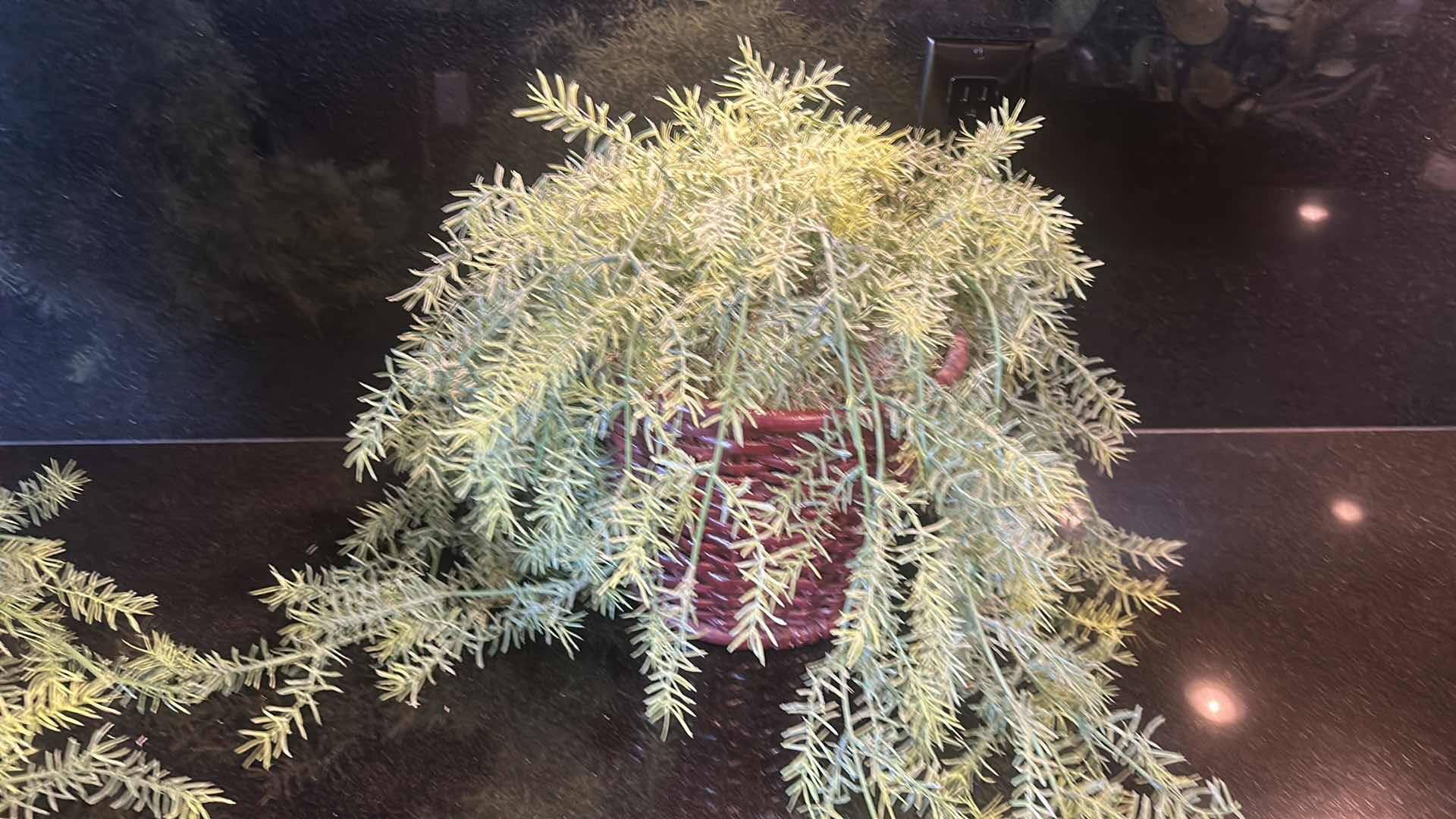 Photo 1 of 3 REALISTIC FAUX PLANTS (SCALLOPED ONE 19” x 13”