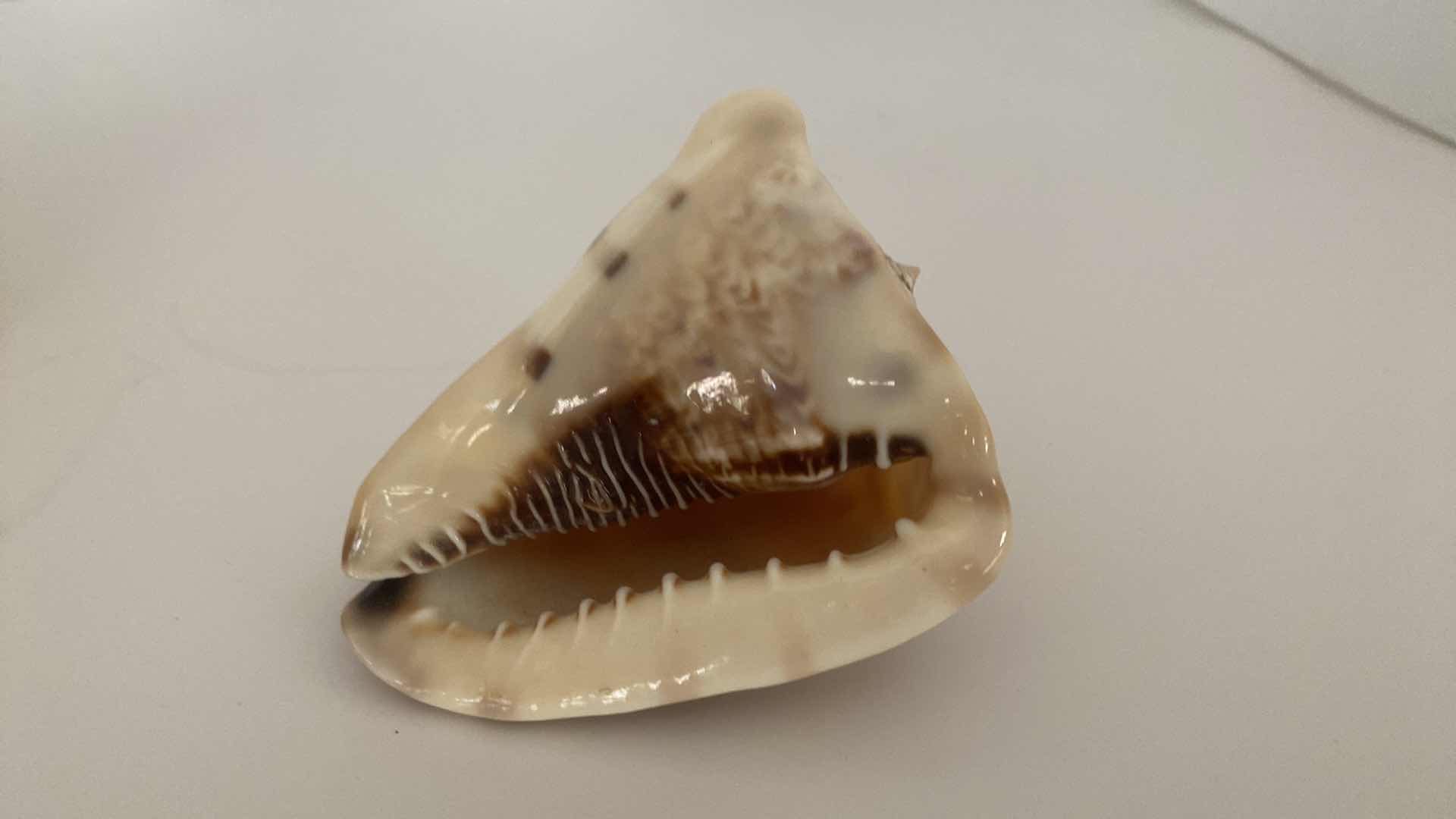 Photo 1 of KING HELMET SHELL 4” AND REPTILE DECOR VASE H 7”