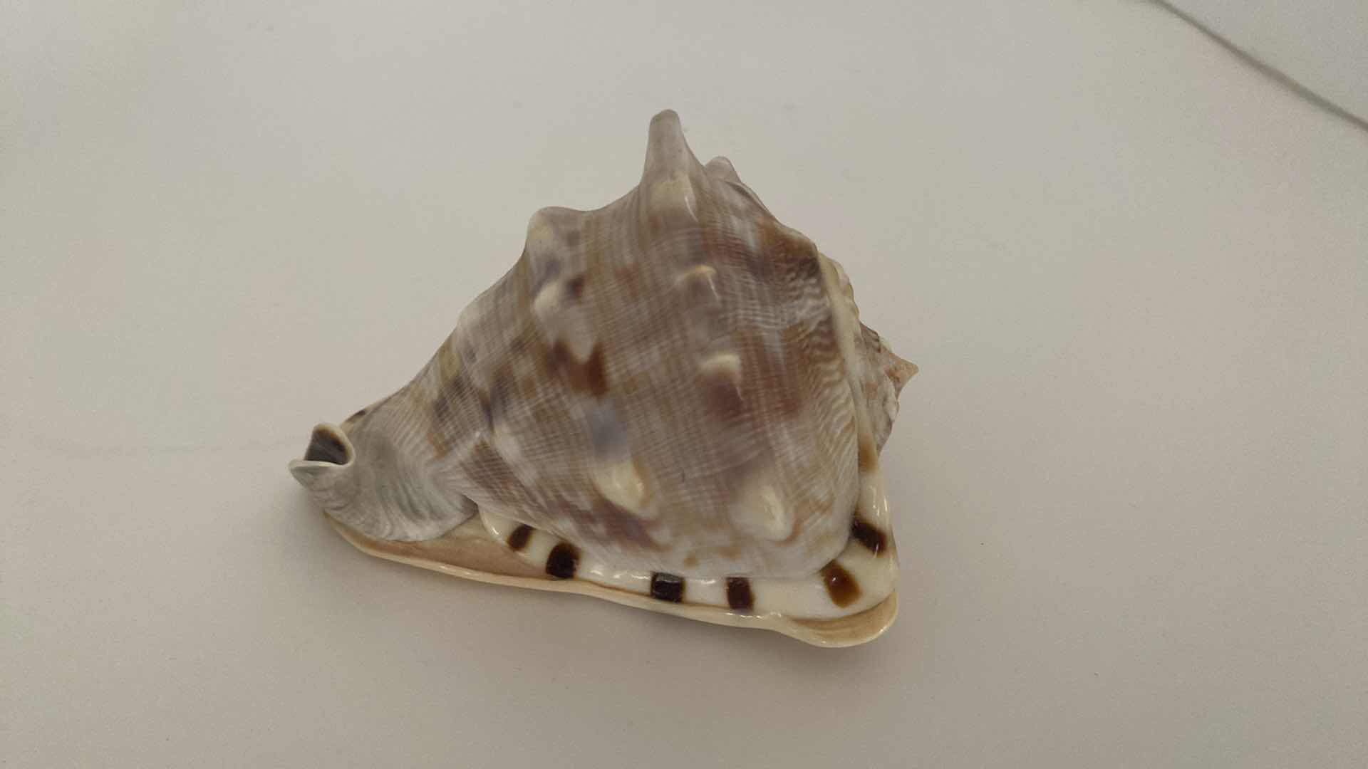 Photo 1 of KING HELMET SHELL 4” AND REPTILE DECOR VASE H 7”