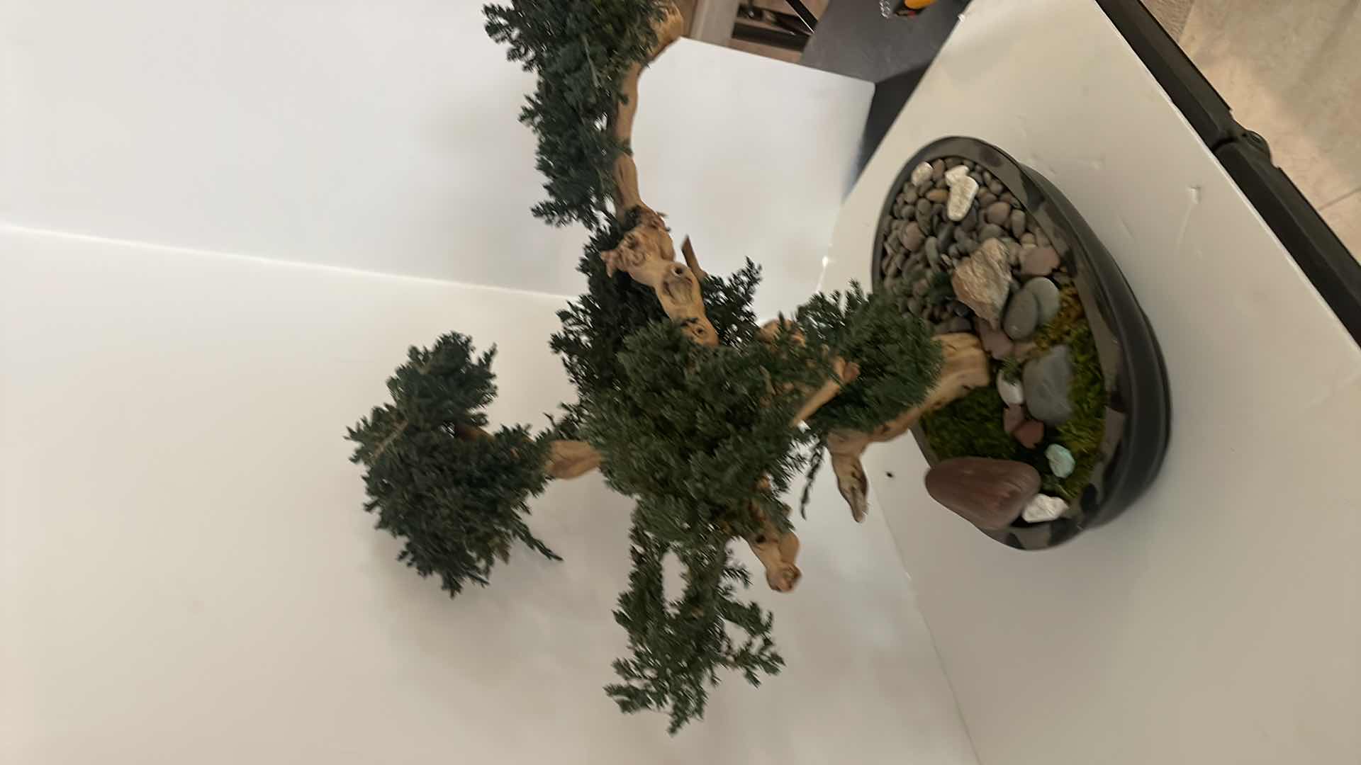 Photo 1 of BONZAI TREE 25”