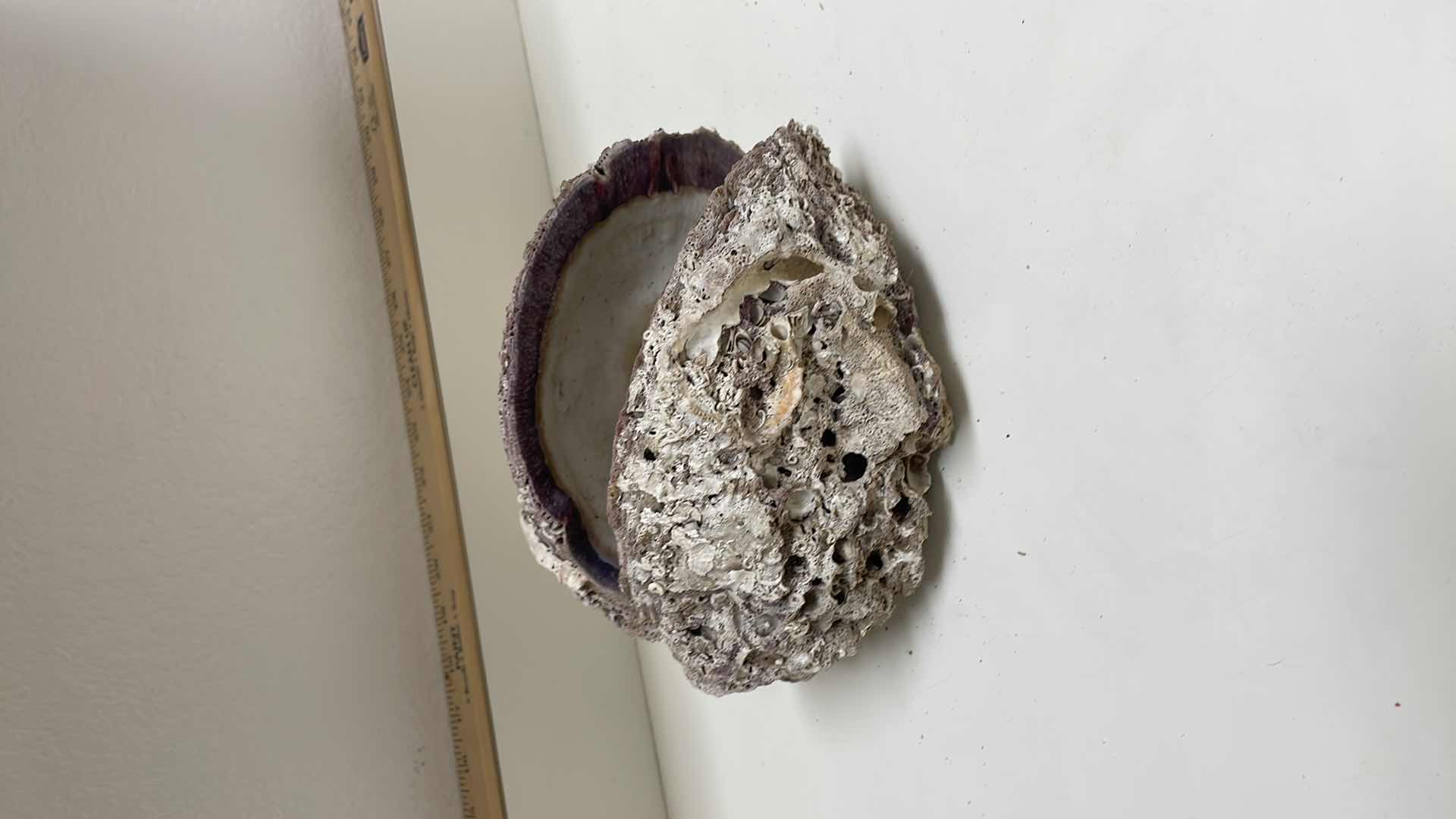 Photo 1 of GIANT SHELL 9”x5”