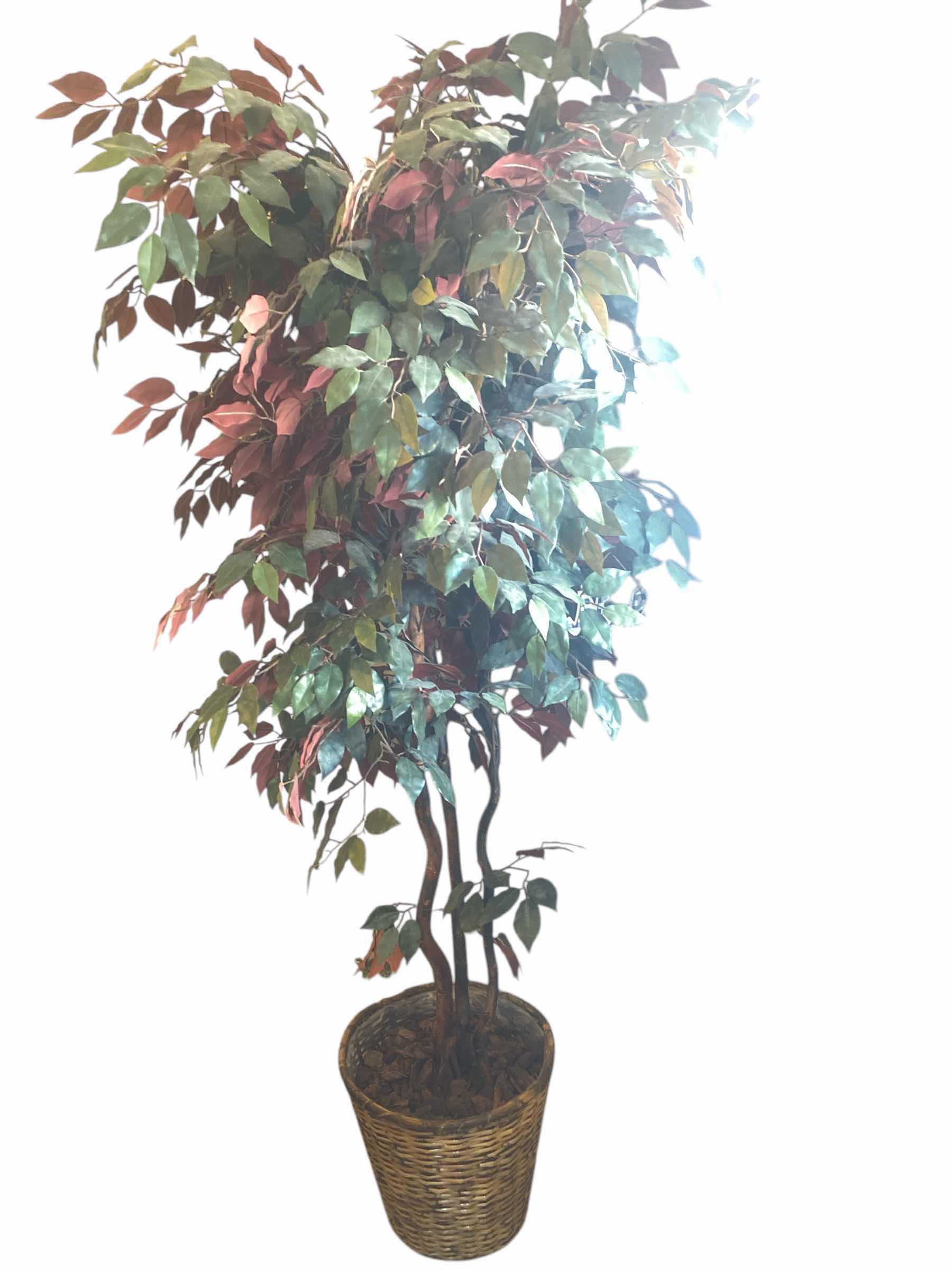 Photo 1 of FAUX FICUS TREE IN BASKET H6’