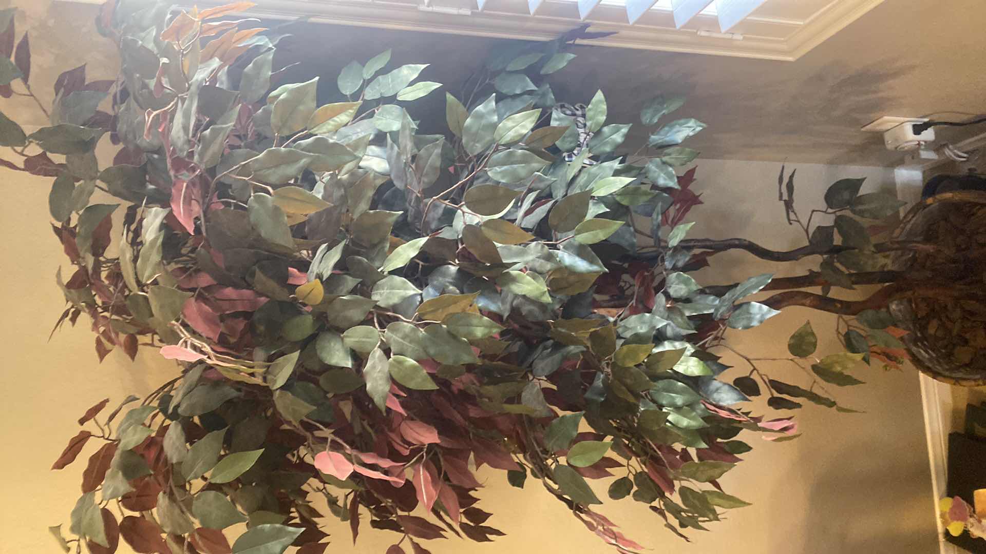 Photo 1 of FAUX FICUS TREE IN BASKET H6’