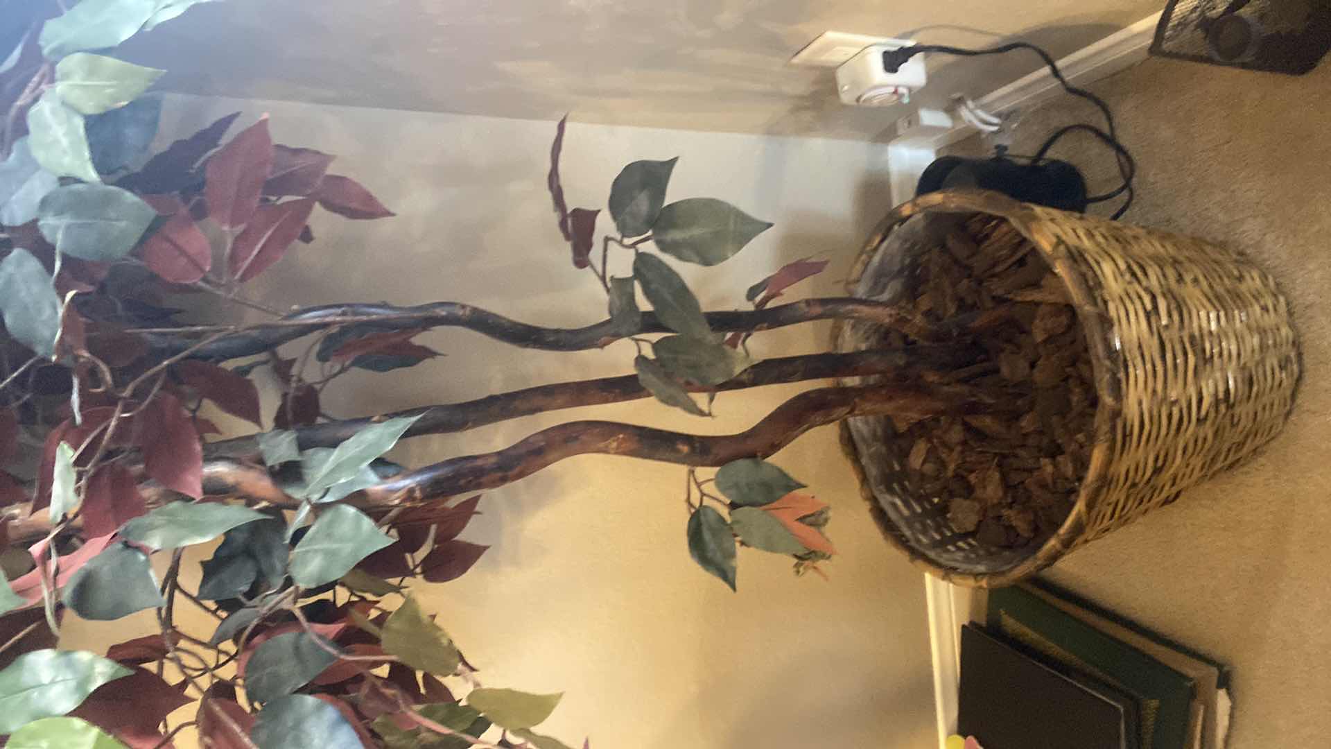 Photo 1 of FAUX FICUS TREE IN BASKET H6’