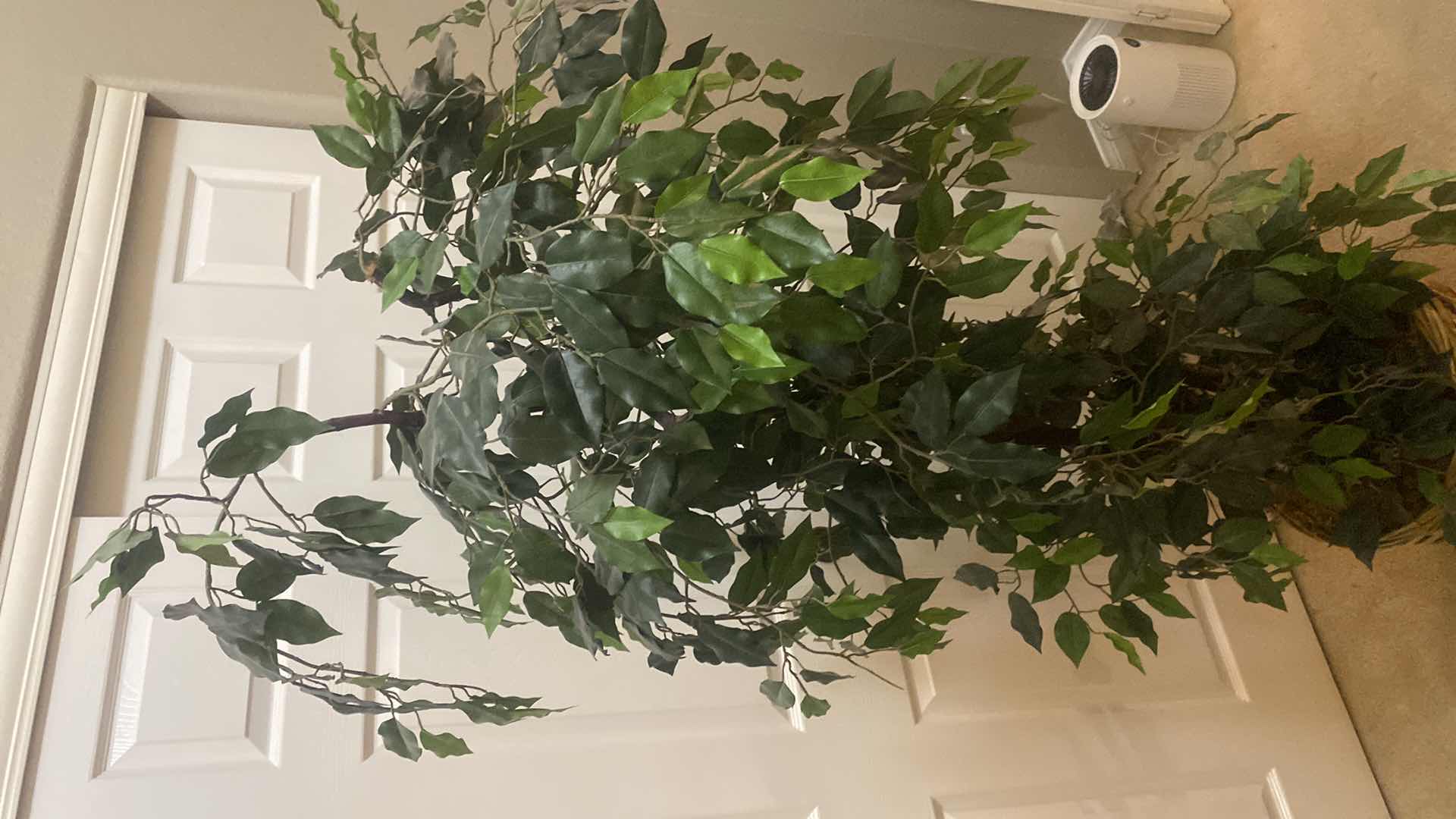 Photo 1 of FAUX FICUS TREE WITH BASKET H68”