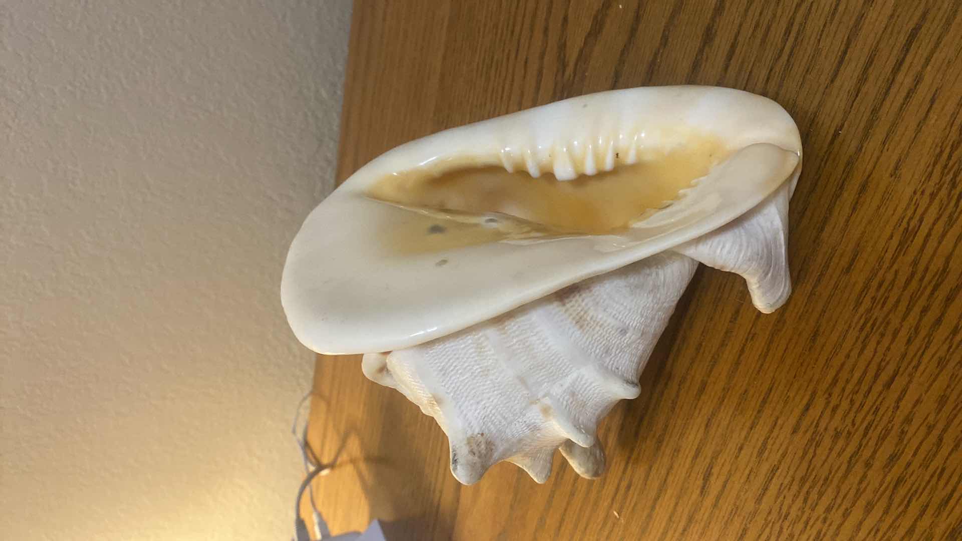 Photo 2 of CONCH SHELL 8” x 6 1/2”