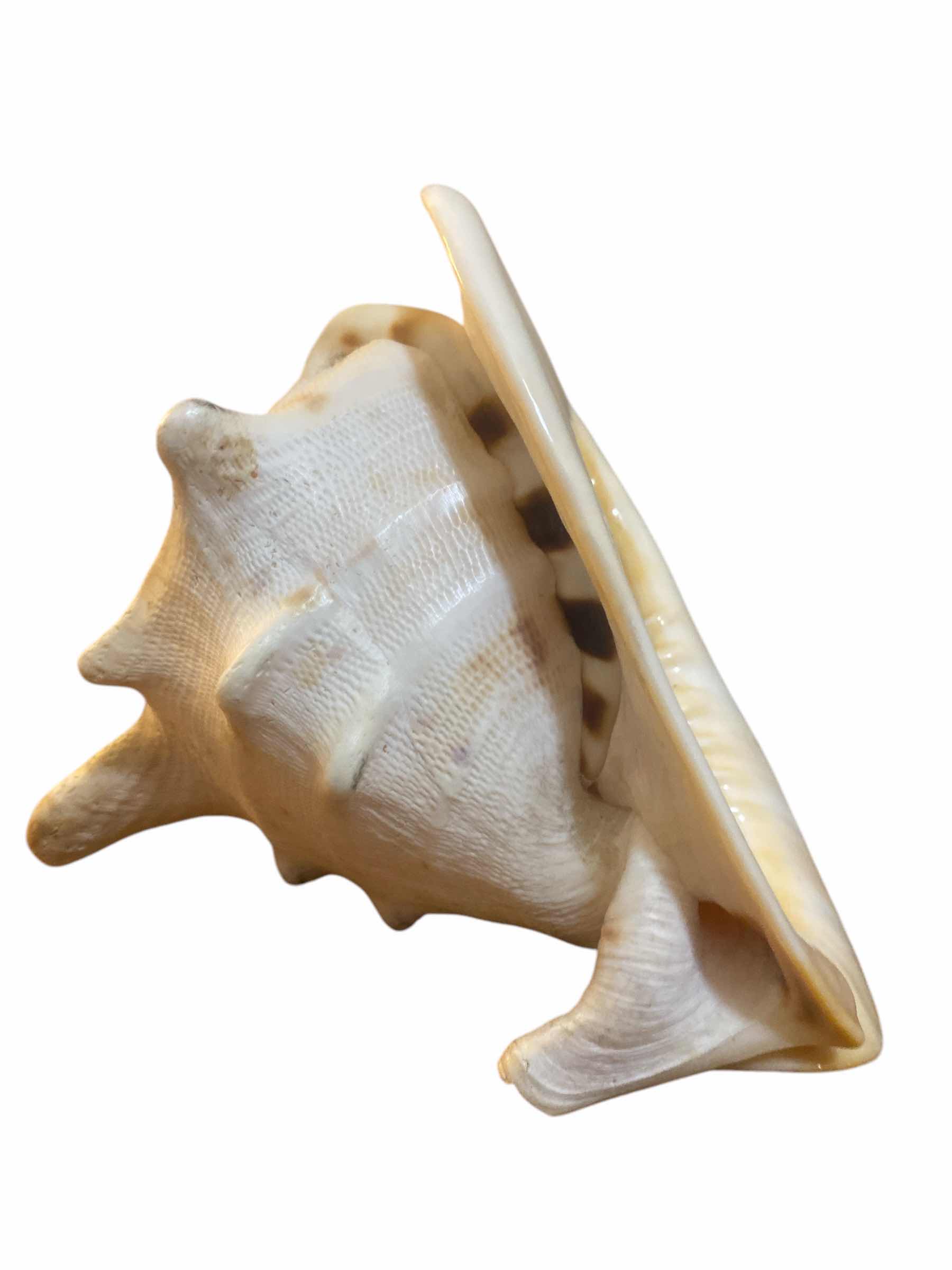 Photo 1 of CONCH SHELL 8” x 6 1/2”