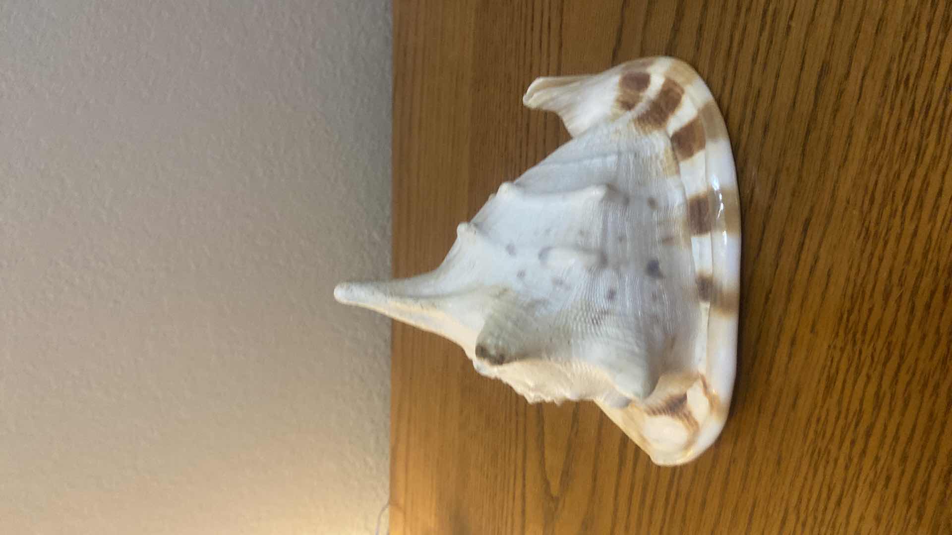 Photo 5 of CONCH SHELL 8” x 6 1/2”
