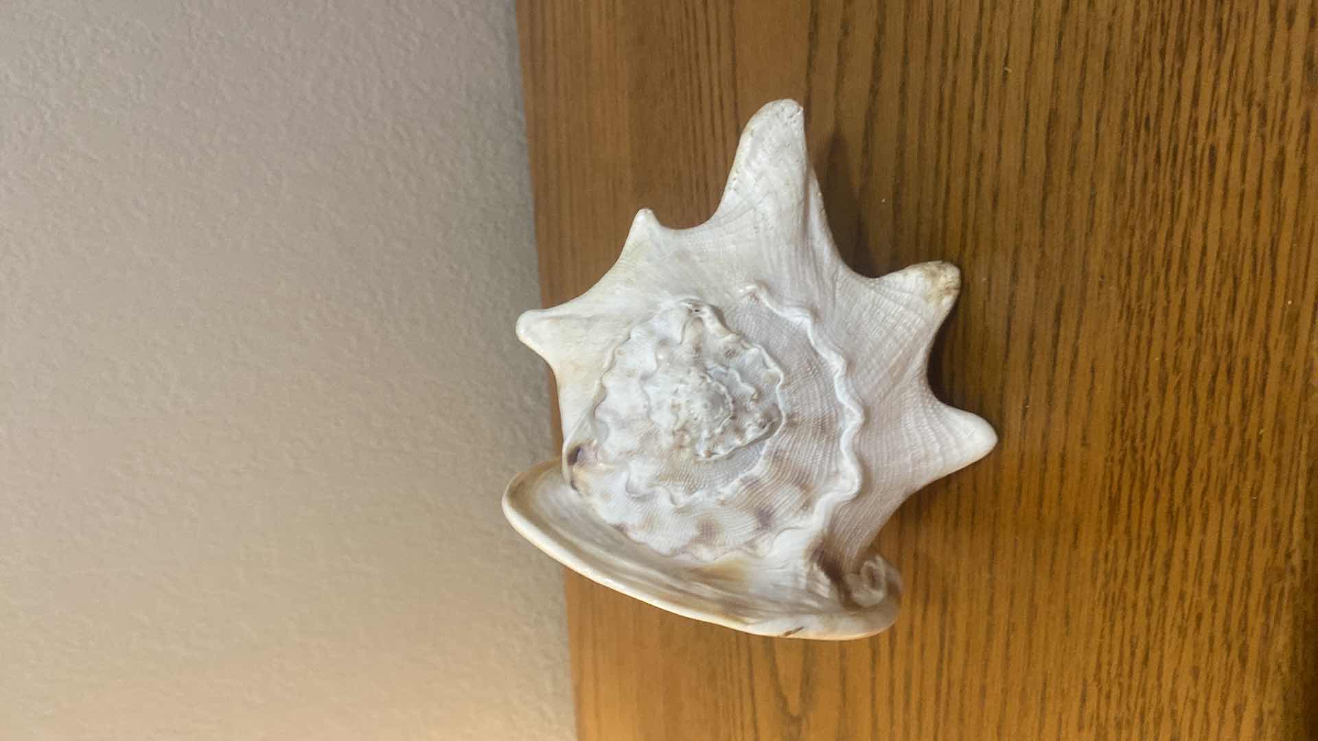 Photo 4 of CONCH SHELL 8” x 6 1/2”