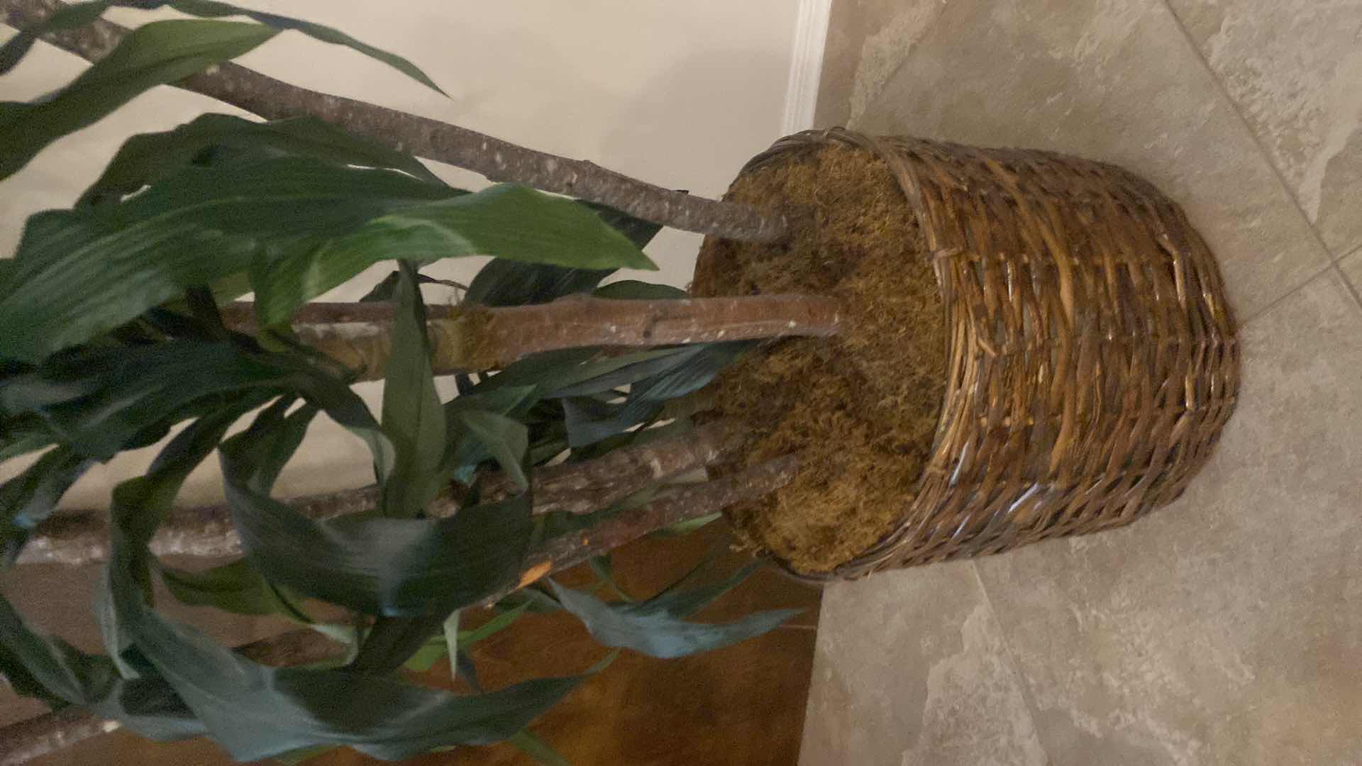 Photo 1 of FAUX TREE IN BASKET H82”