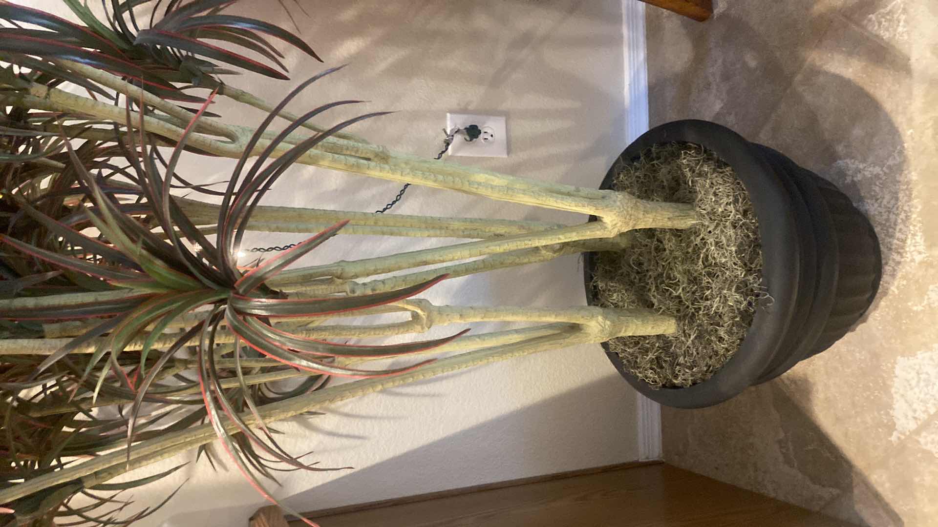 Photo 1 of FAUX TREE WITH LIGHTS H62”