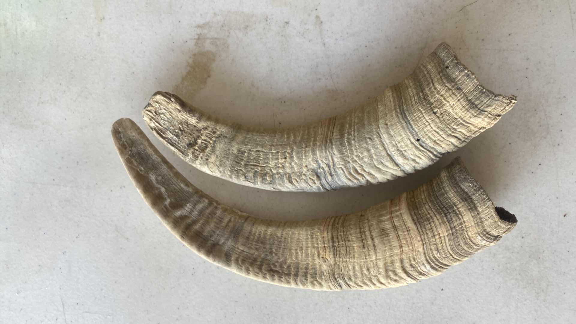 Photo 1 of ANTLER & 2 HORNS