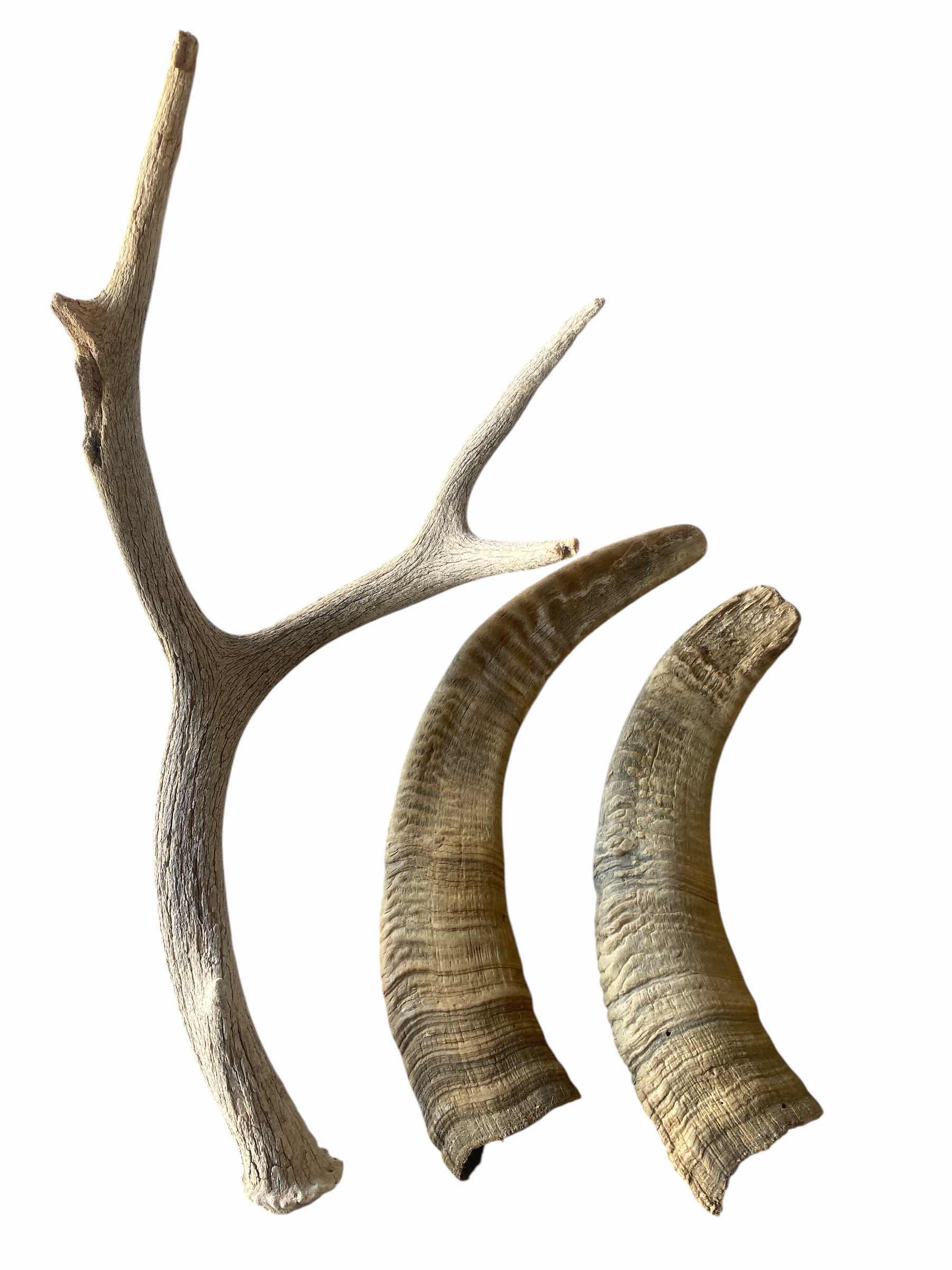 Photo 1 of ANTLER & 2 HORNS