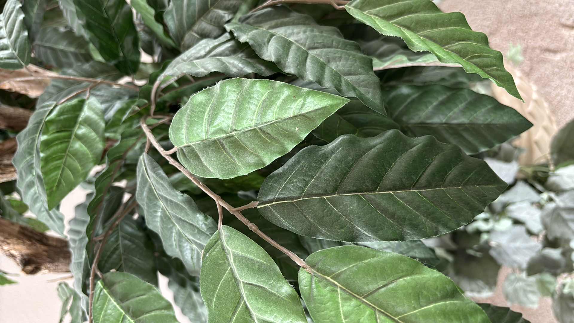 Photo 1 of 10’ ARTIFICIAL COFFEA CANEPHORA TREE W MARBLEIZED STONE POT 23” X 23” H16”