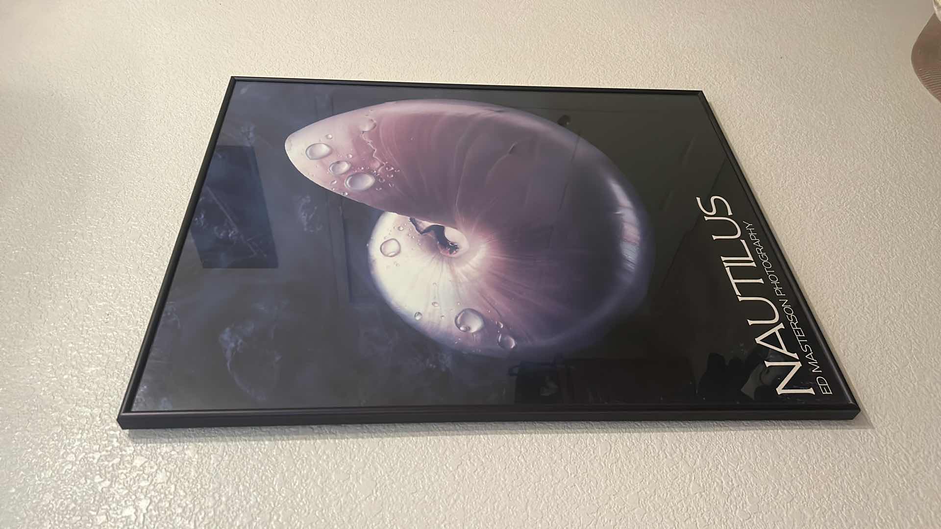 Photo 1 of FRAMED "NAUTILUS SHELL" ARTWORK 22“ x 28“