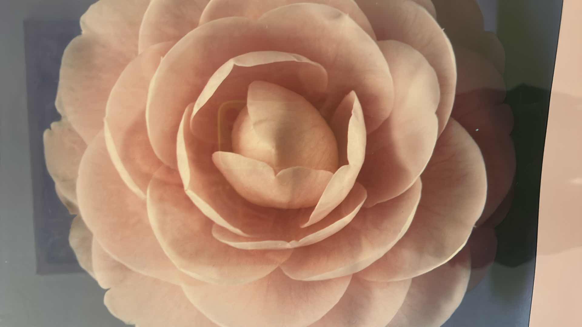 Photo 1 of FRAMED  “SACRAMENTO” FLORAL ARTWORK 20” x 28”