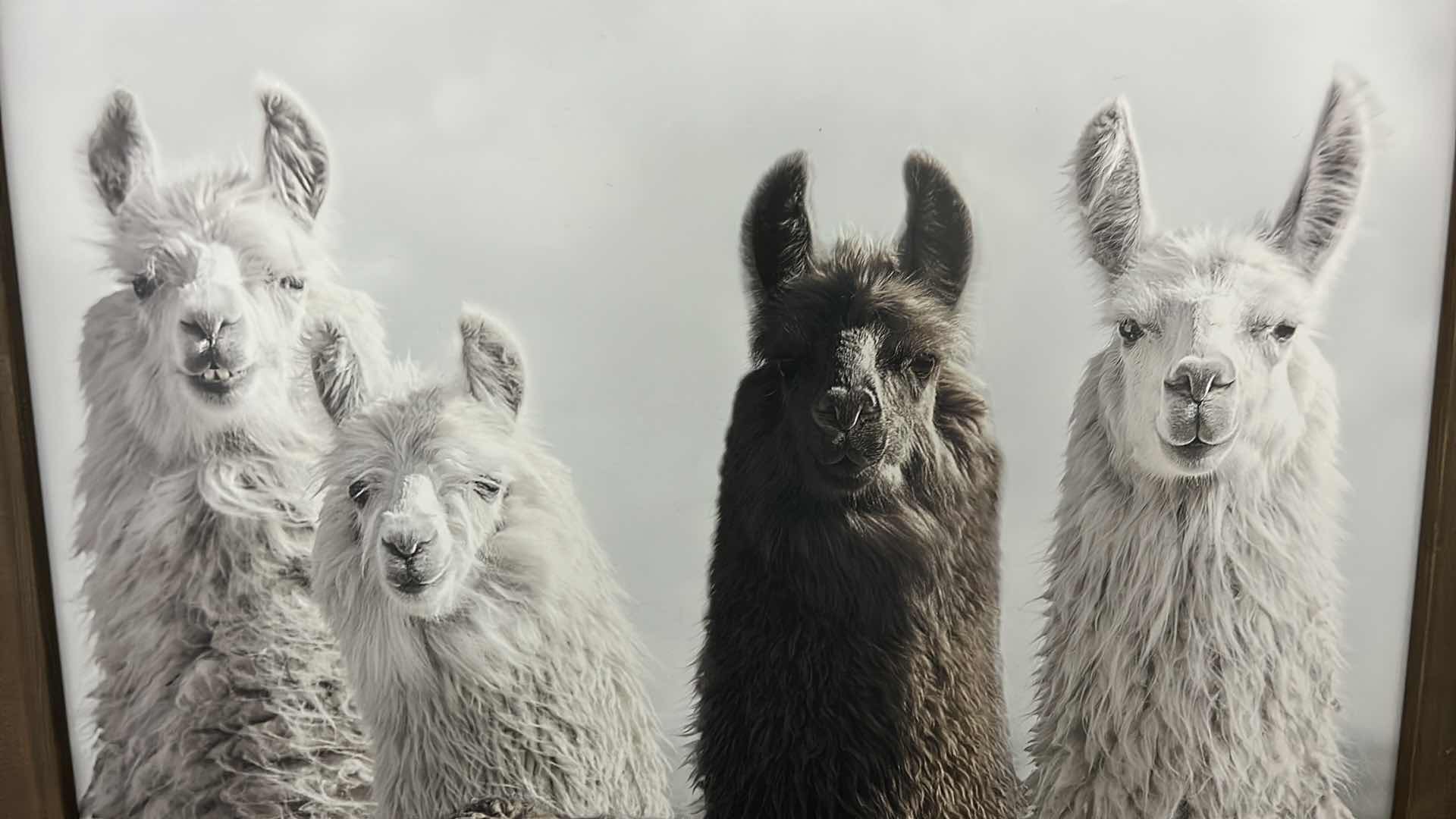 Photo 1 of FRAMED PRINT “ LLAMAS” ARTWORK 24“ x 30“