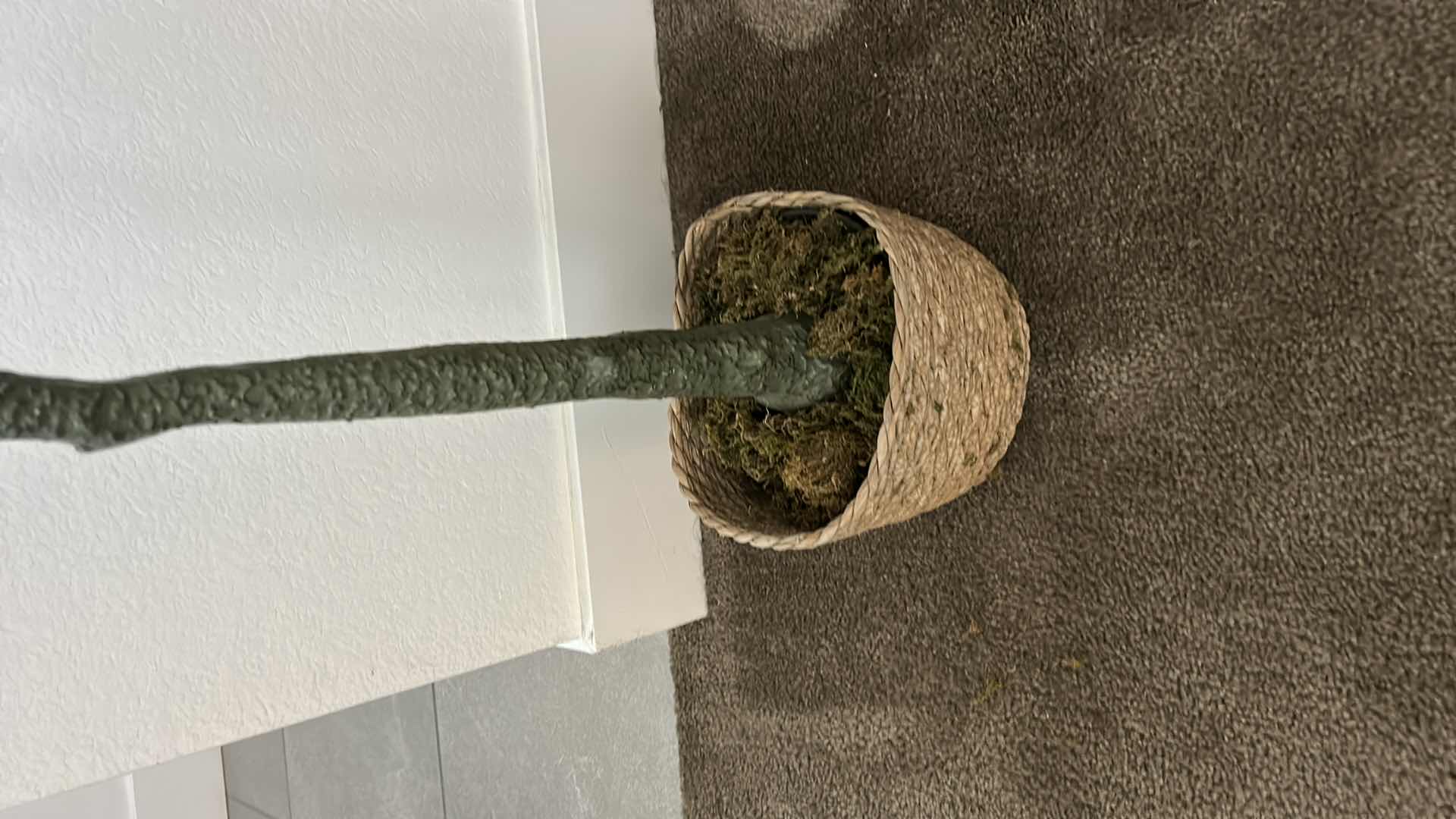 Photo 1 of 5’ FAUX OLIVE TREE IN WOVEN BASKET