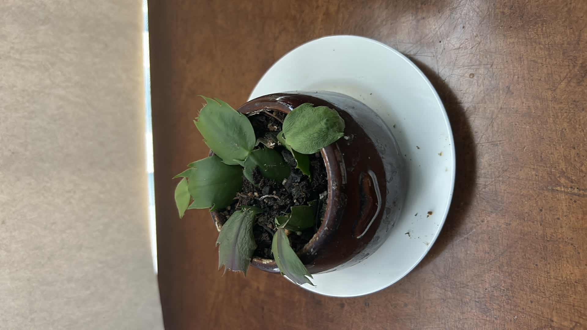 Photo 1 of 3 LIVE POTTED PLANTS