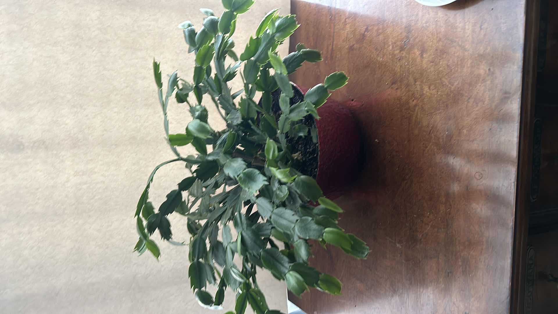 Photo 1 of 3 LIVE POTTED PLANTS