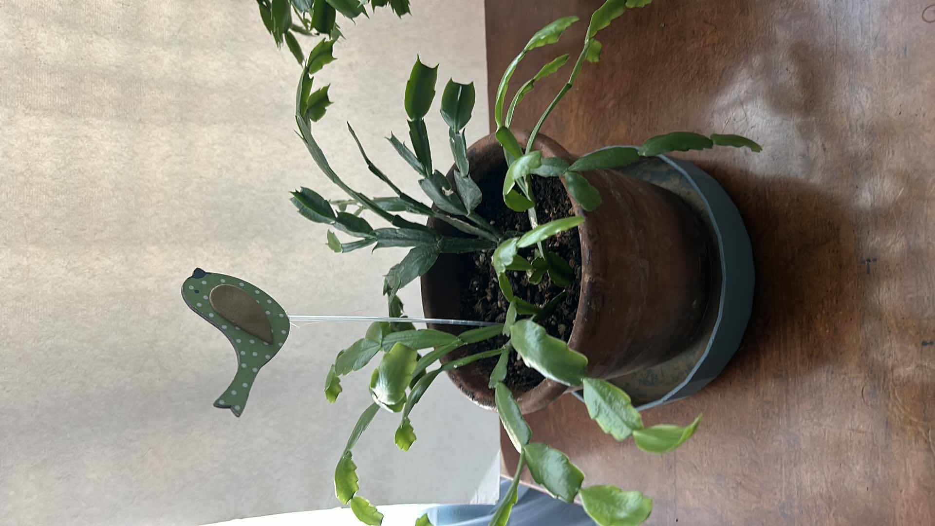 Photo 1 of 3 LIVE POTTED PLANTS