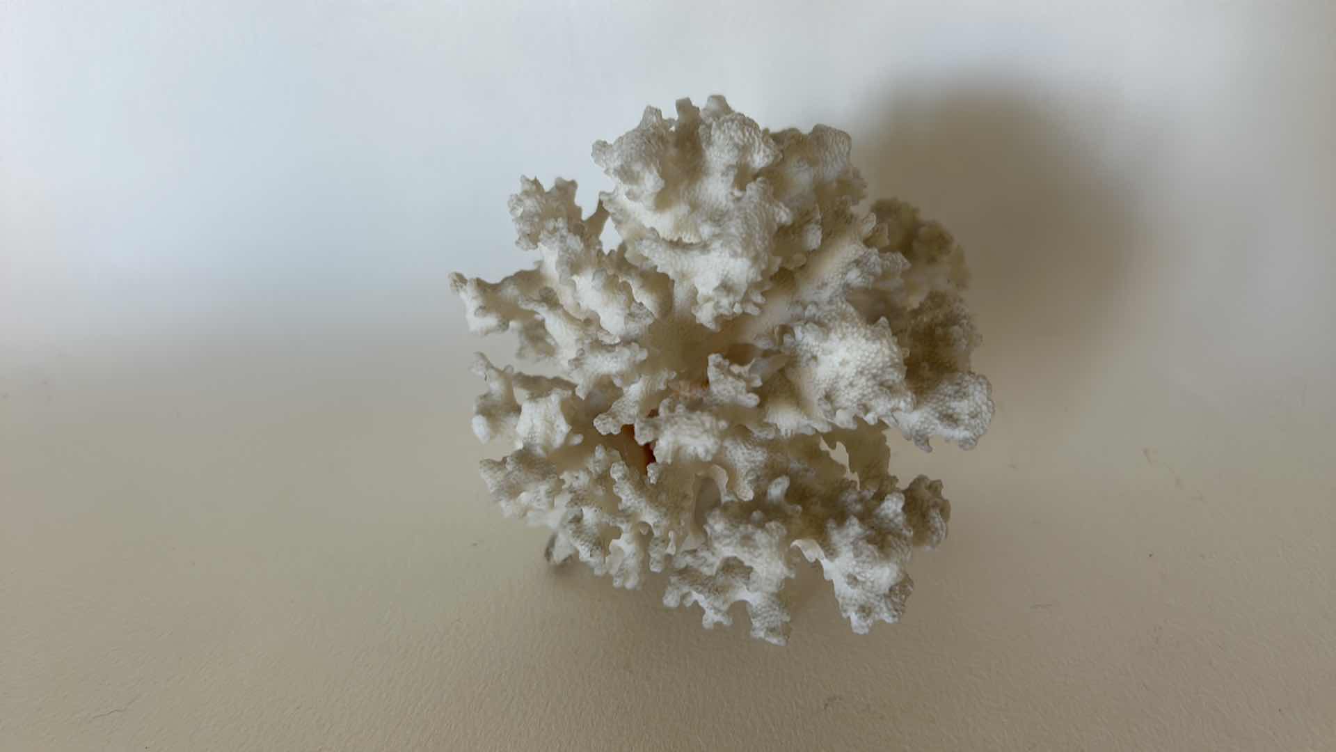 Photo 4 of CORAL WITH WOOD STAND H6.5”