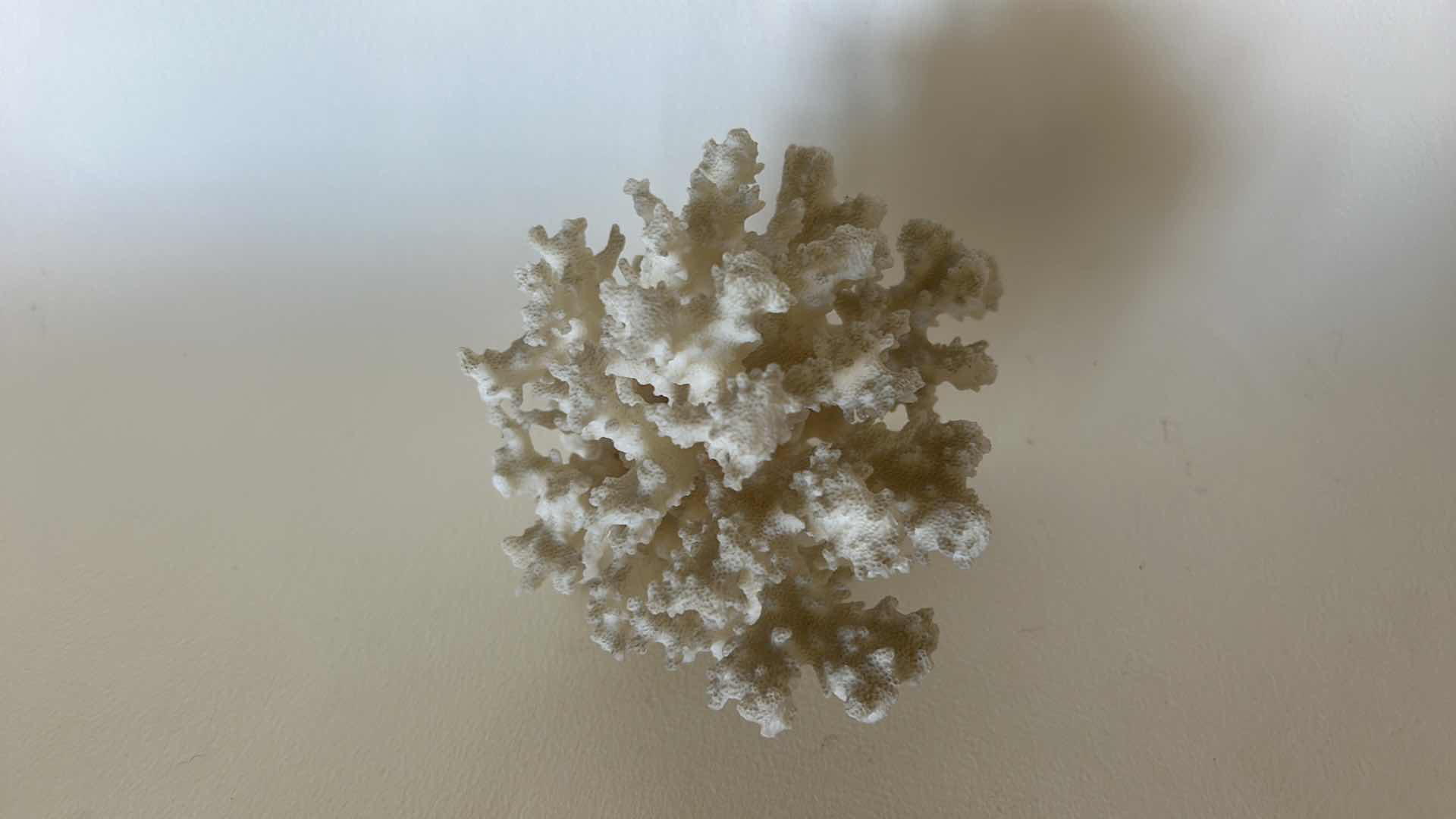 Photo 5 of CORAL WITH WOOD STAND H6.5”