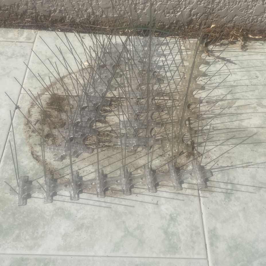 Photo 1 of 6 PIGEON SPIKES