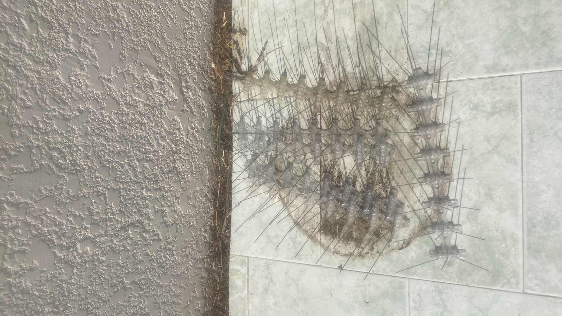 Photo 1 of 6 PIGEON SPIKES