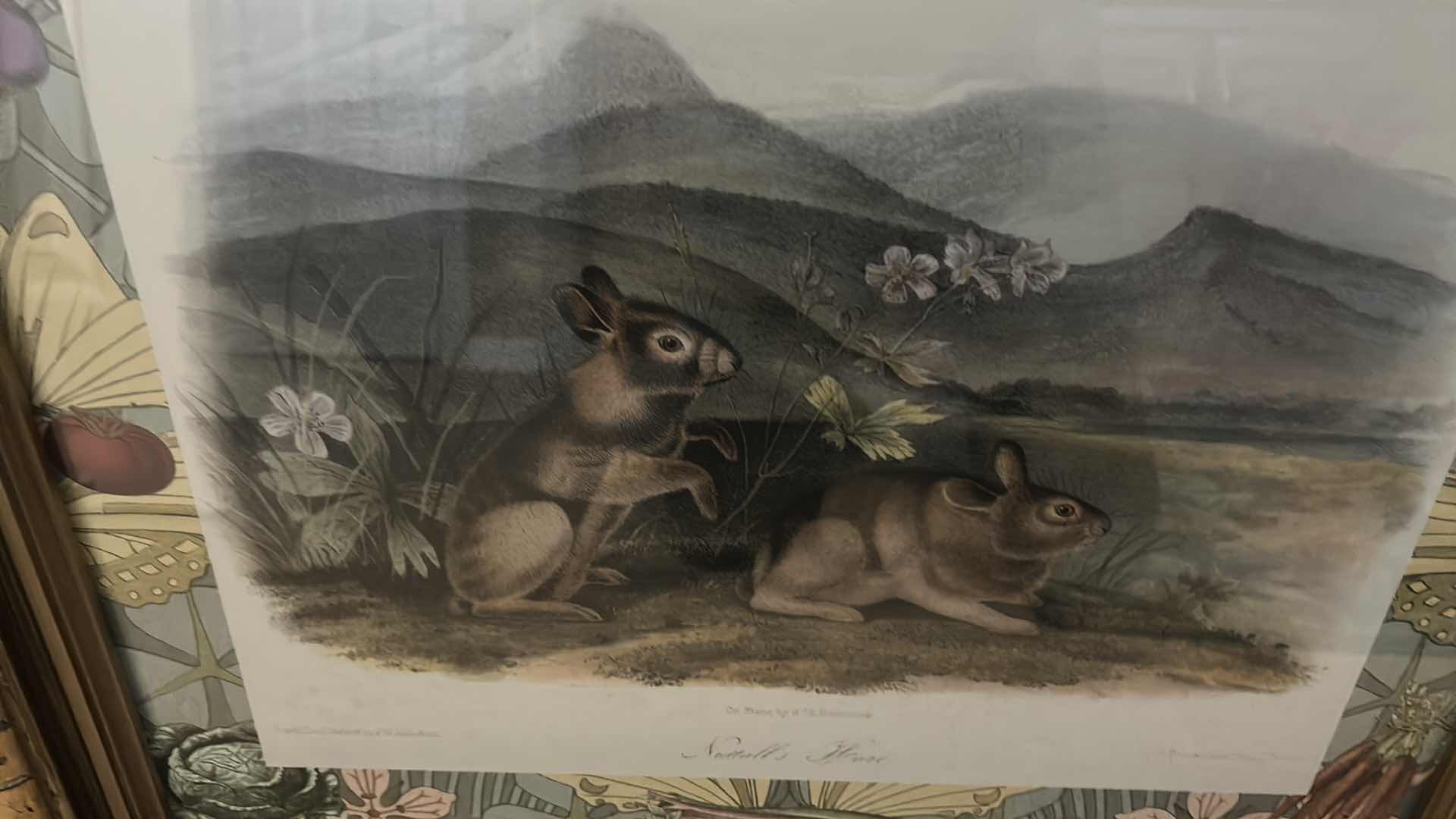 Photo 1 of FRAMED “NUTTAILS HARE” ARTWORK 25” x H21”