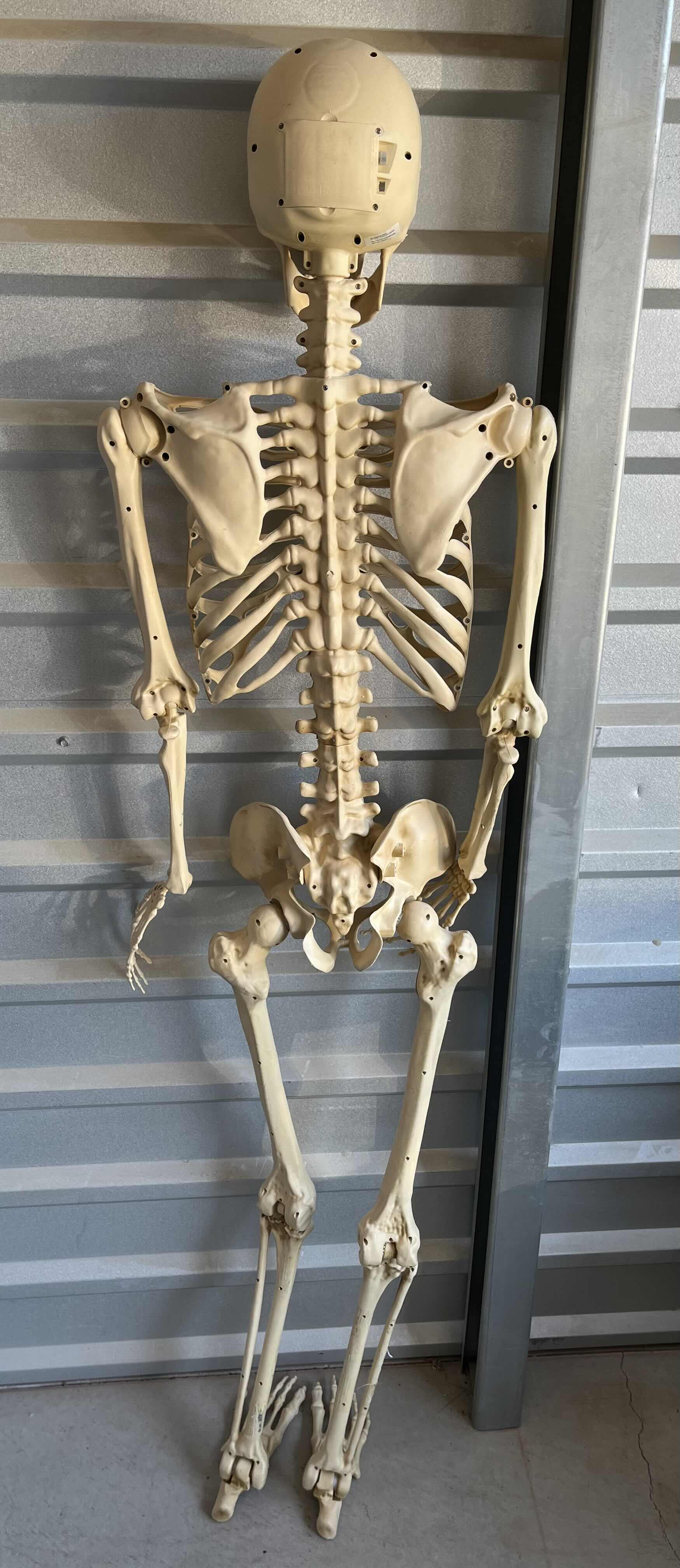 Photo 1 of PAN ASIAN CREATIONS LIMITED PLASTIC SKELETON W LIGHT UP EYES MODEL 5349-60272HD 16” X 5” H60”