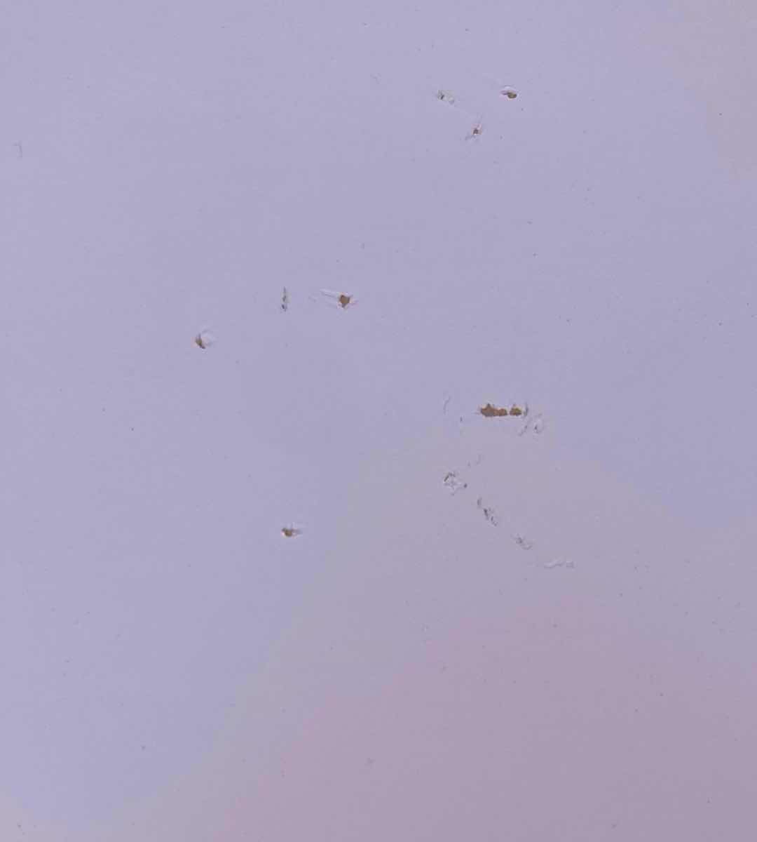 Photo 1 of FLEXI STORAGE WHITE CLEVER CUBE W 2 DRAWERS 30” X 15.5” H30.2”