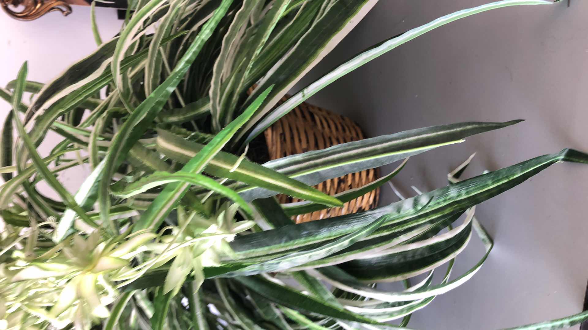 Photo 1 of FAUX HOUSE PLANTS