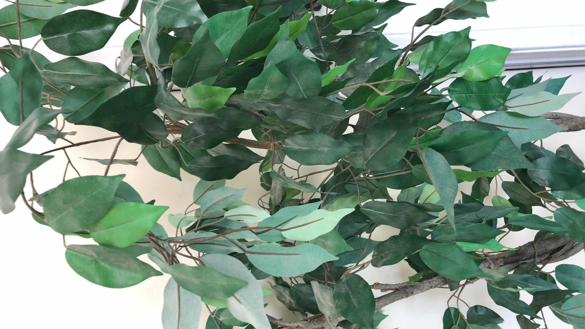 Photo 1 of POTTED FAUX FICUS TREE H 60"