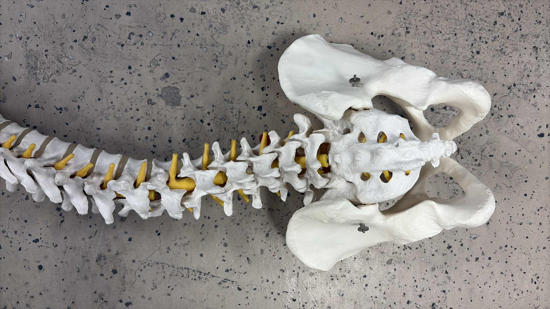 Photo 1 of 3B SCIENTIFIC SPINE GmBH