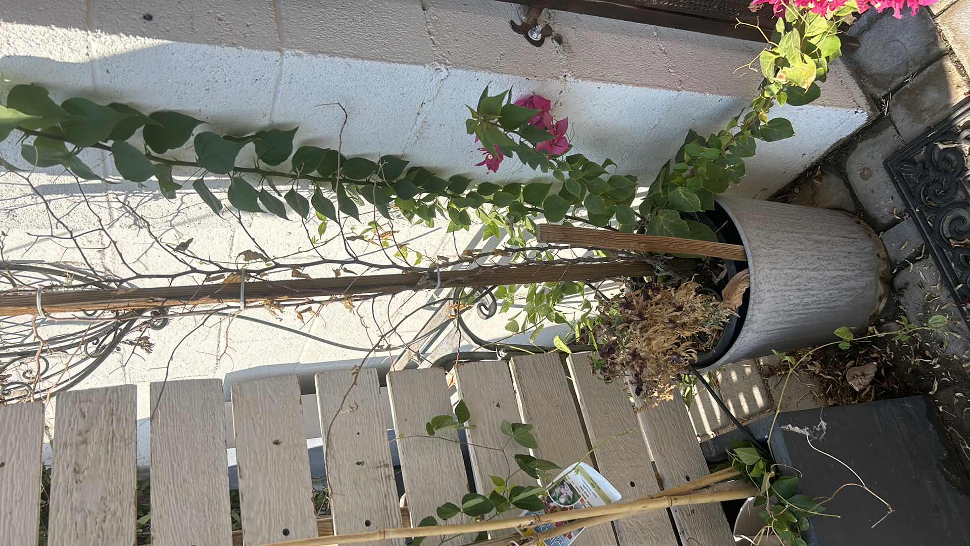 Photo 1 of UNIQUE, CUSTOM PRIVACY SCREEN PLANTER AND POTTED PLANT PRIVACY SCREEN MEASURES 44 1/2" X H. 76".