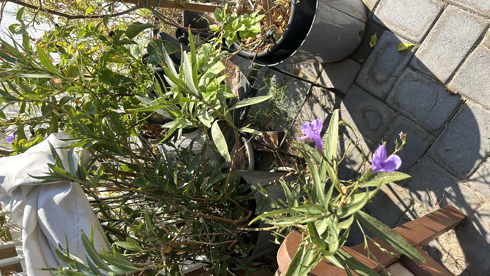 Photo 1 of 7 POTTED PLANTS